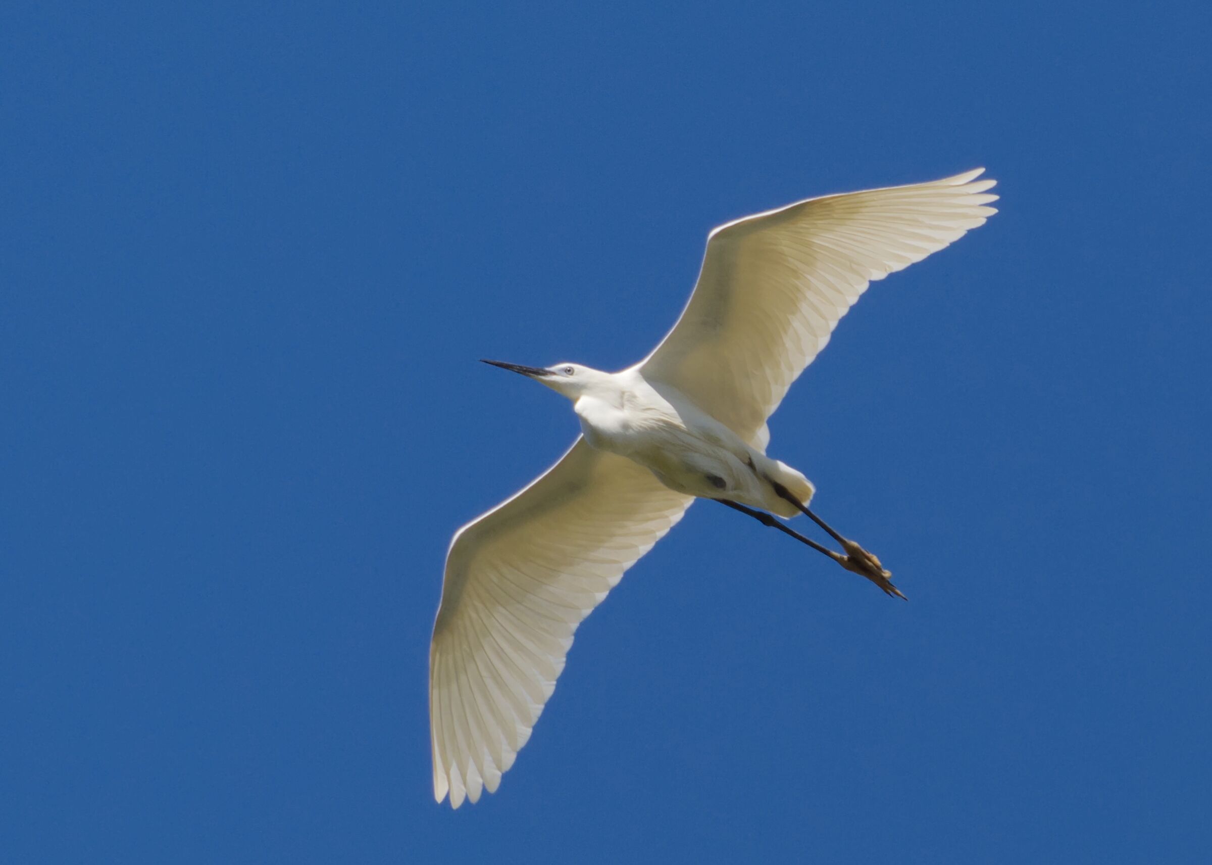 Il volo della garzetta