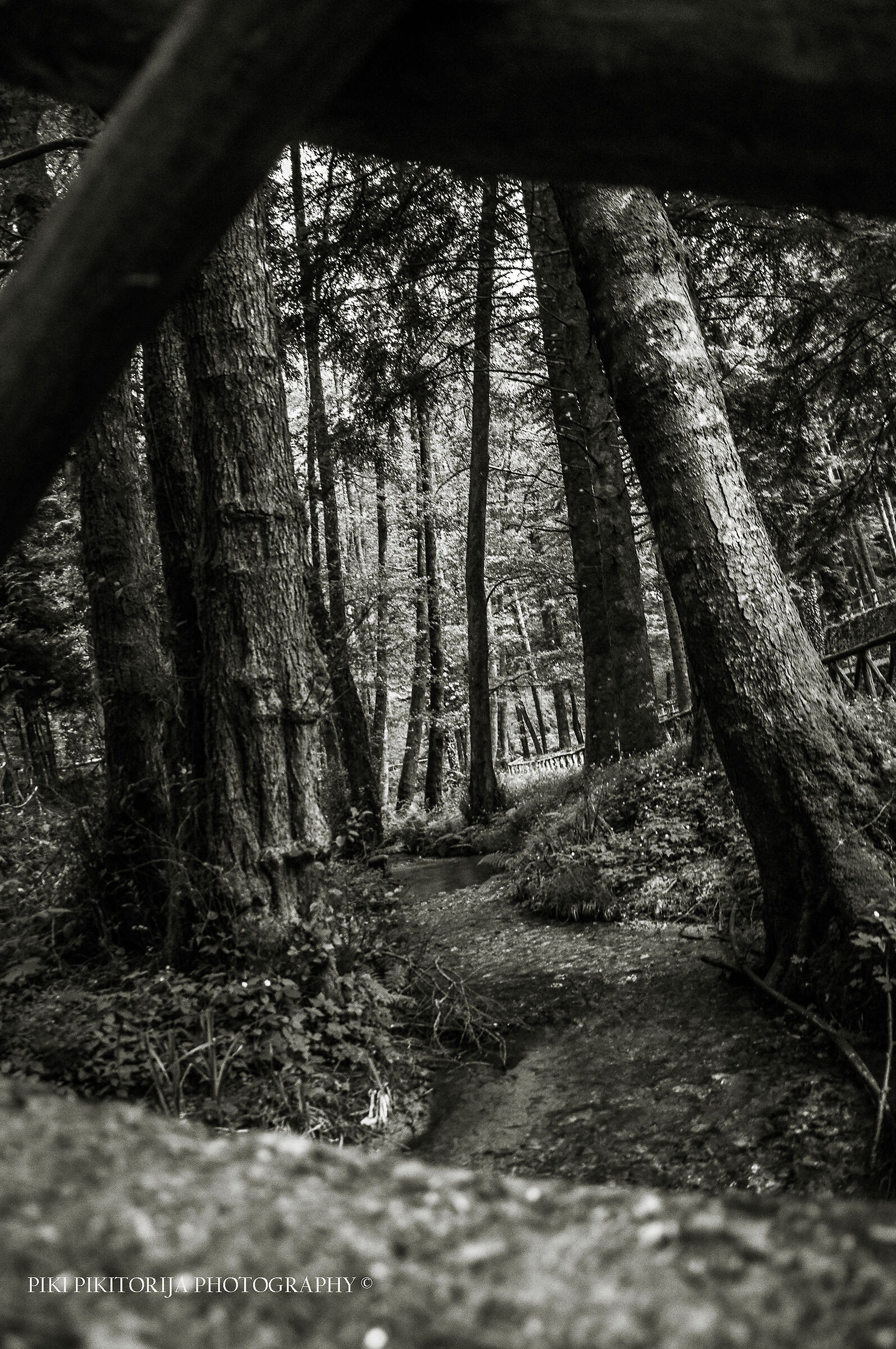 Foreste nella montagna