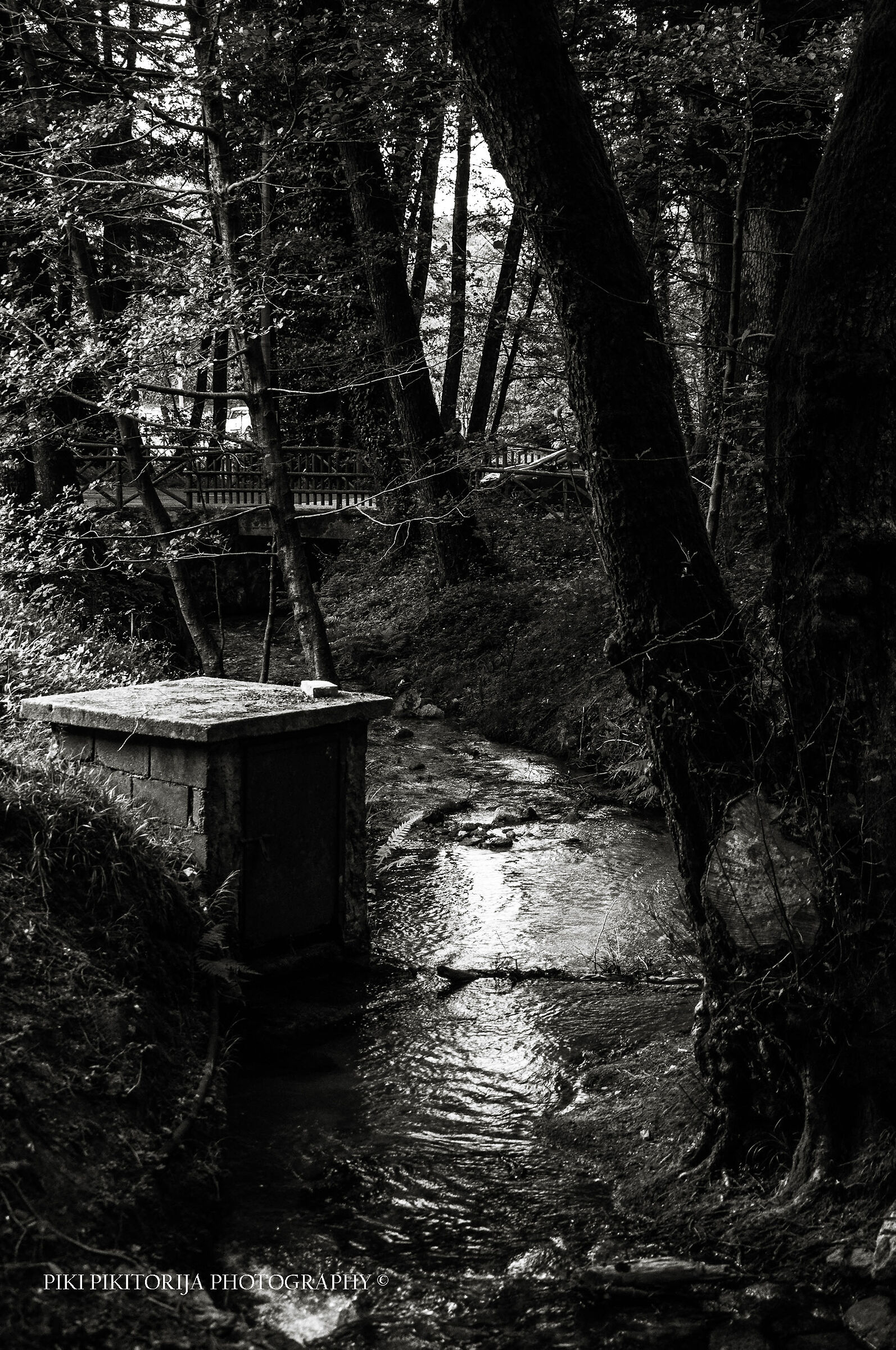 Foreste nella montagna