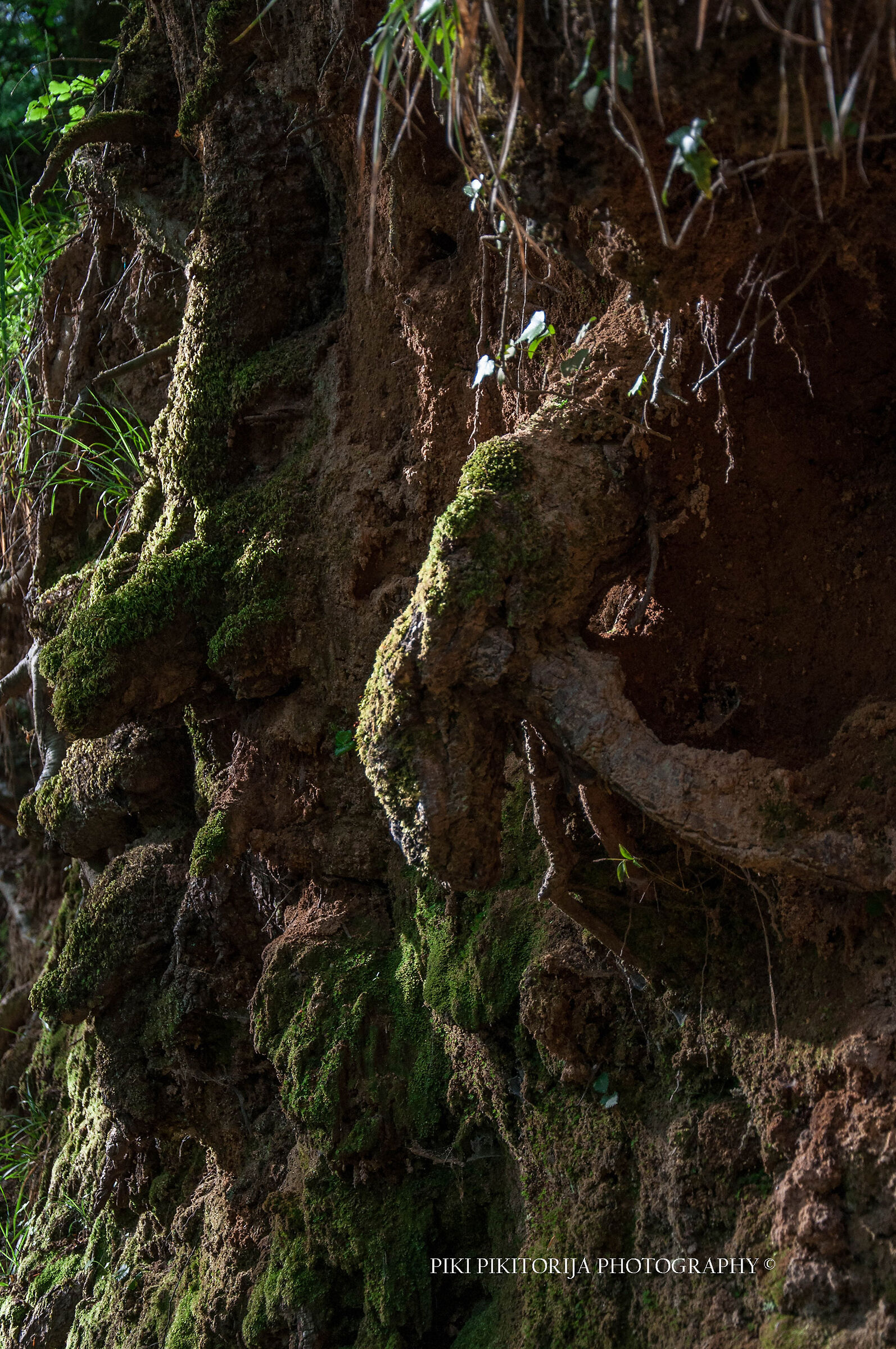 Foreste nella montagna
