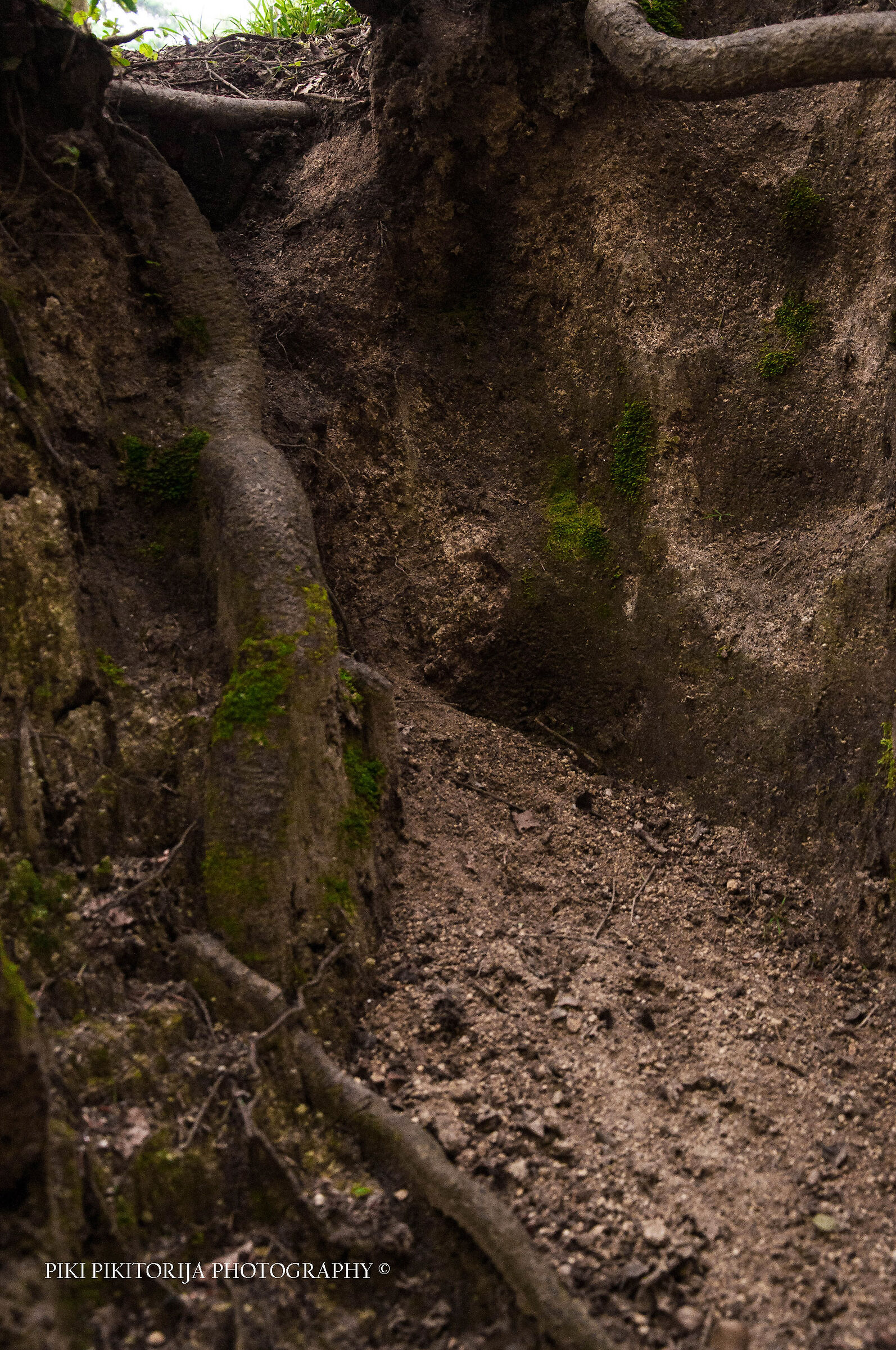 Foreste nella montagna