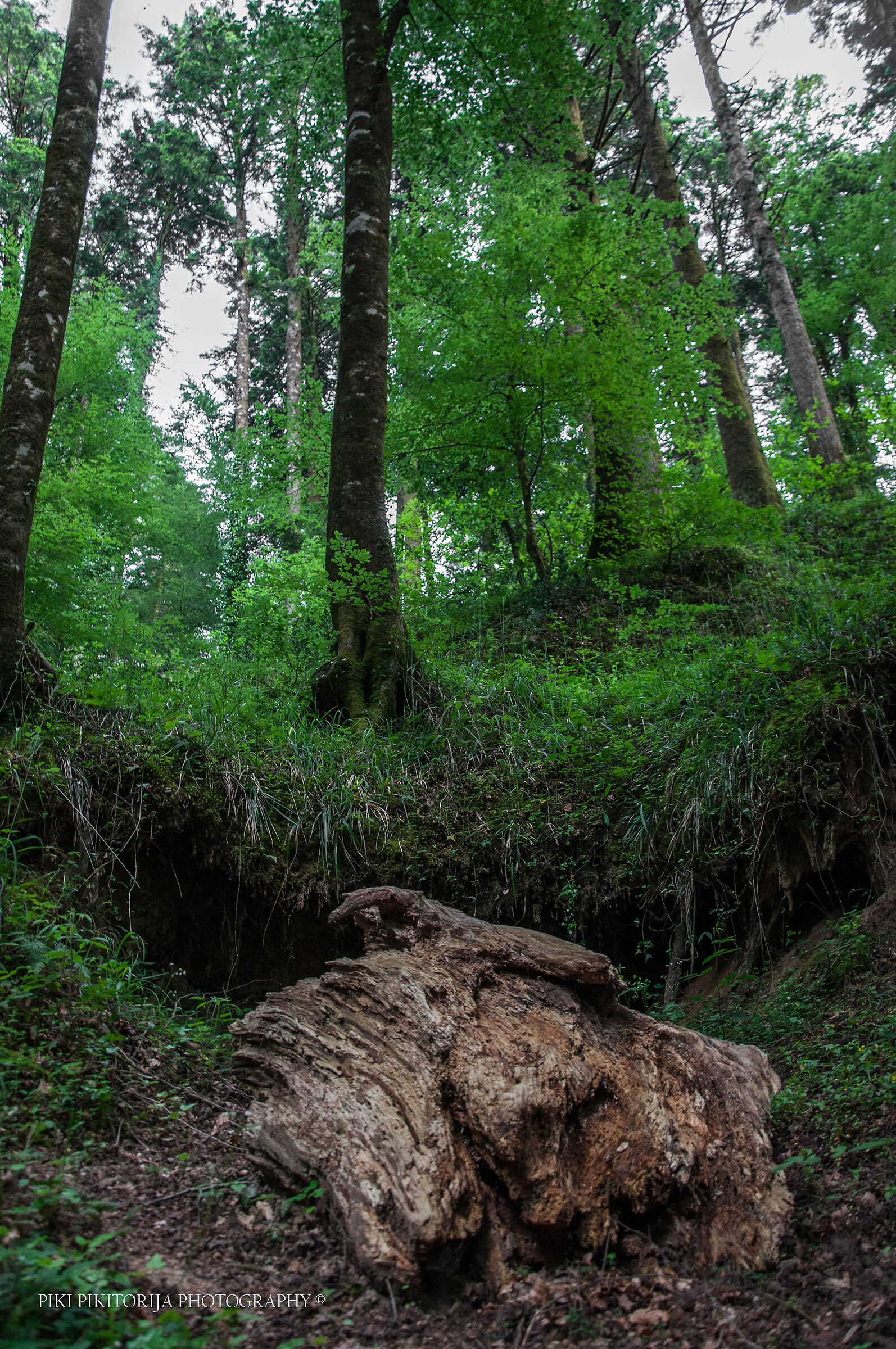 Foreste nella montagna