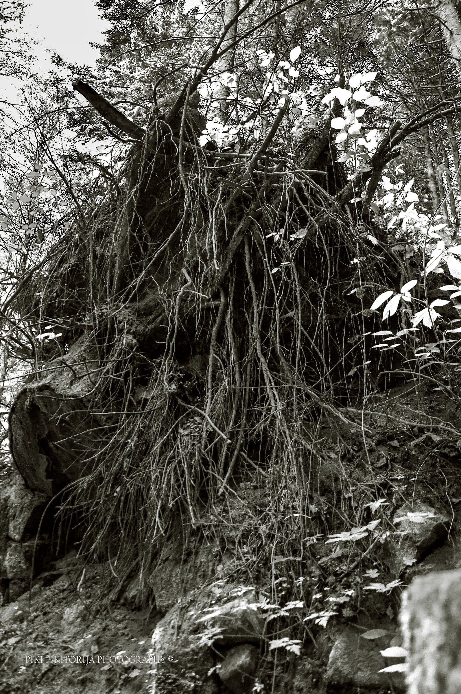 Foreste nella montagna