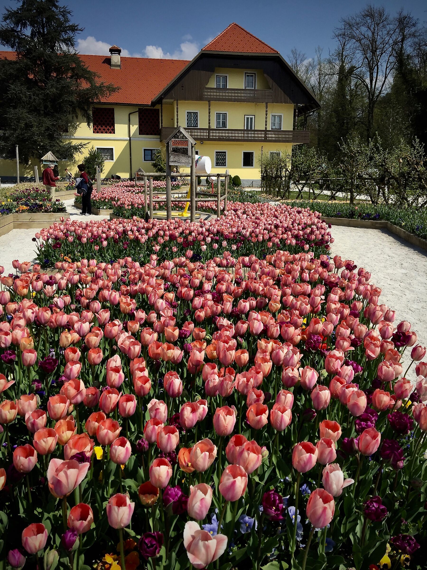 Tulipani