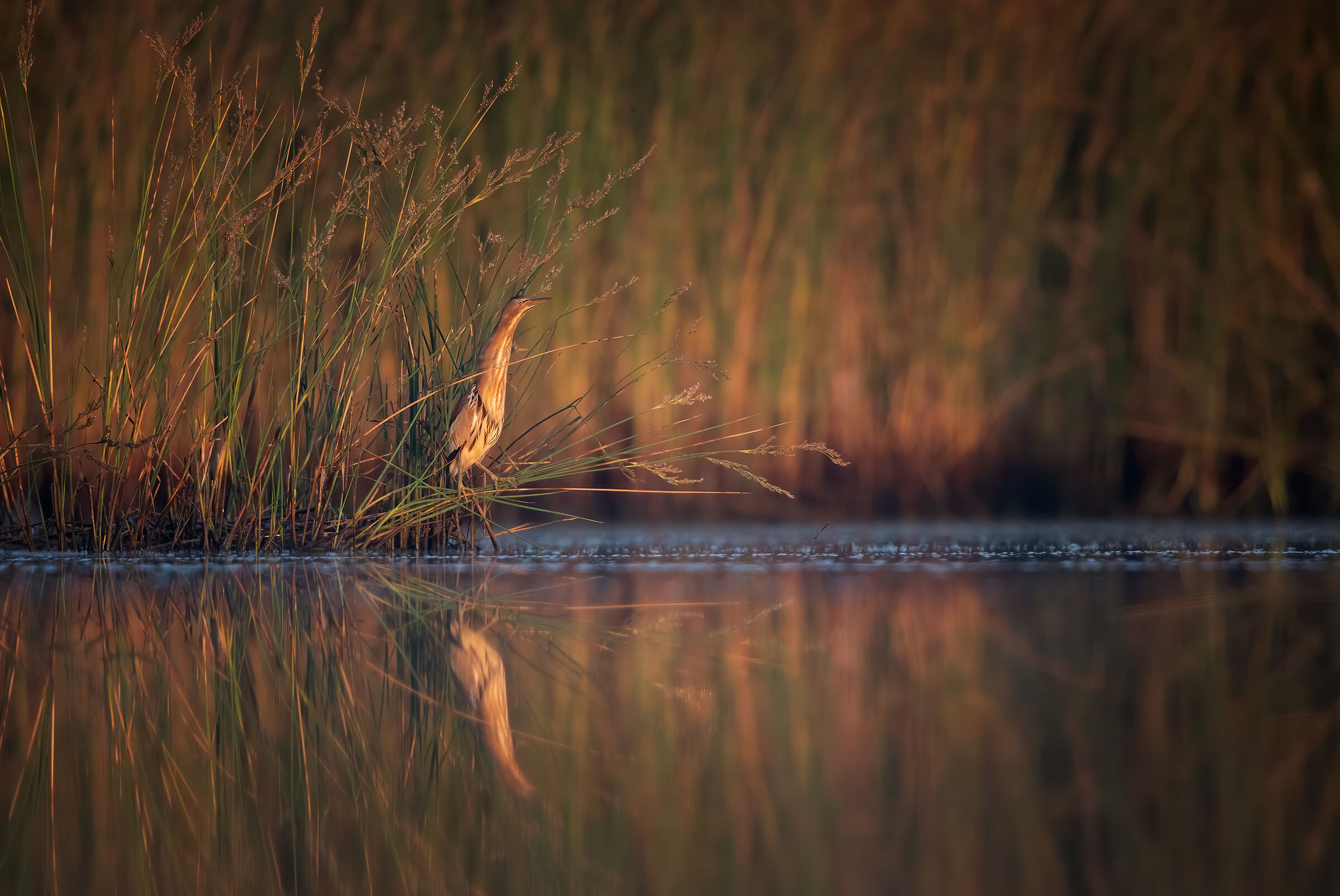 The world of tarabusino