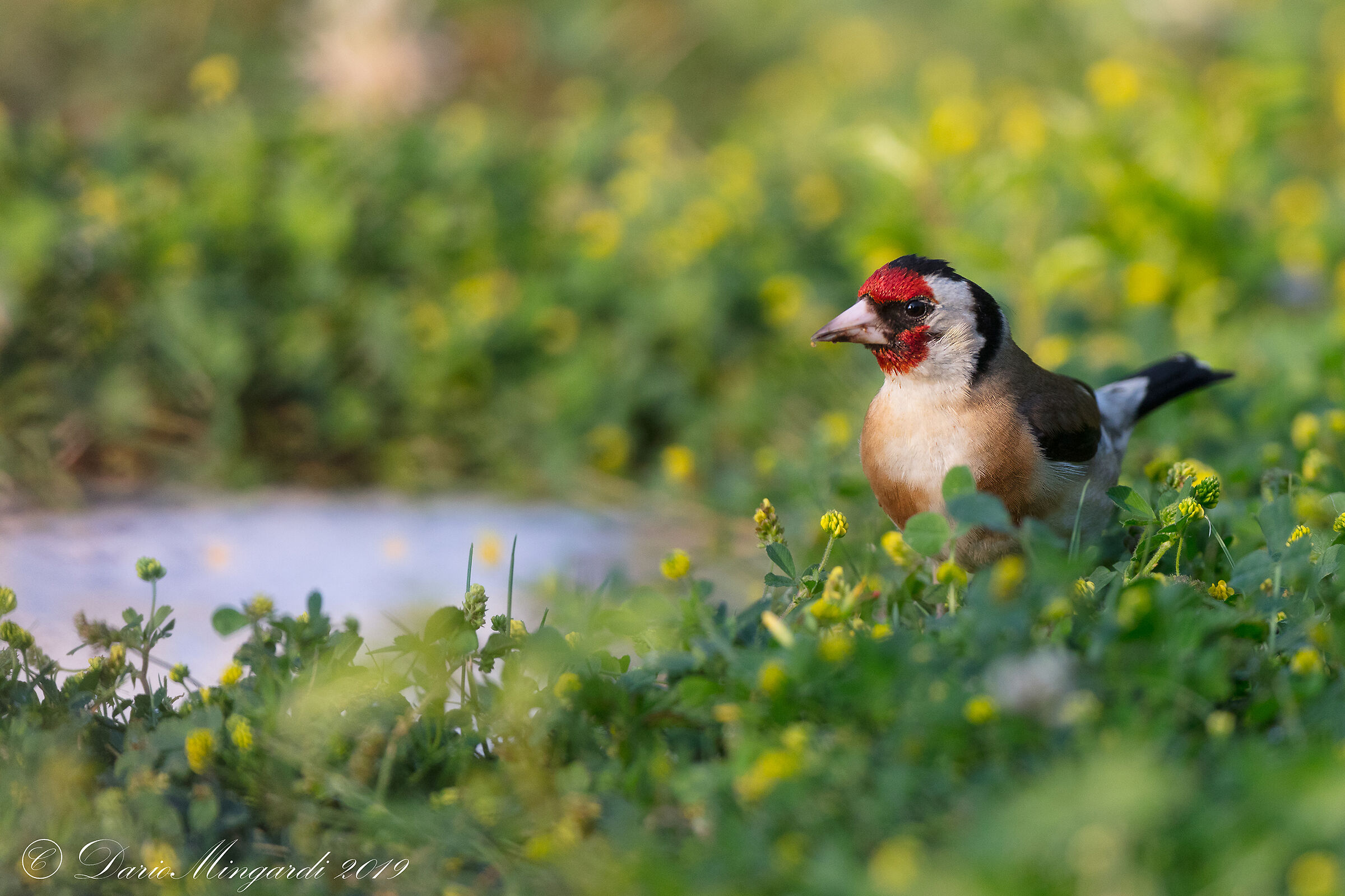 Carduelis Carduelis