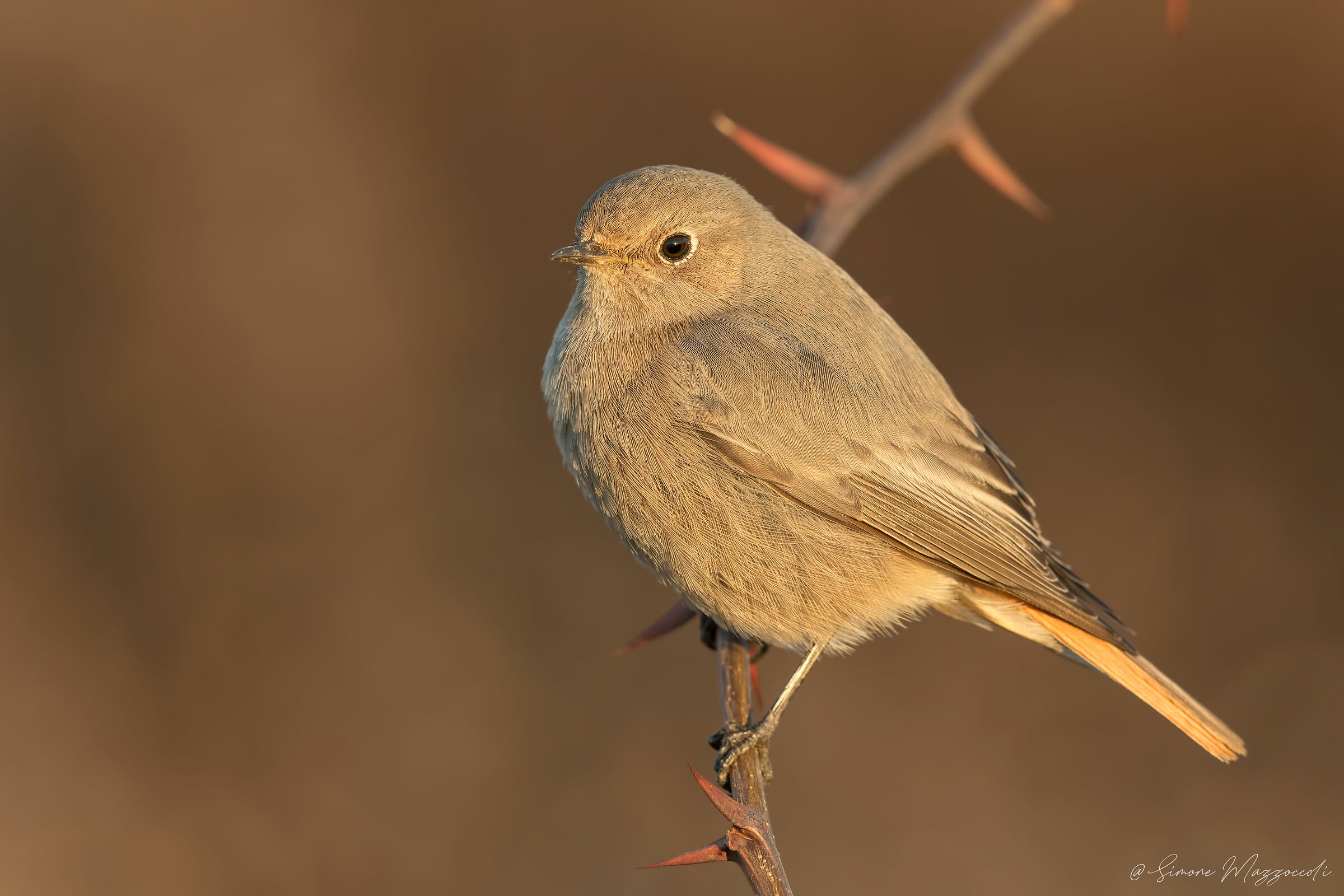 Red chimney sweep f.