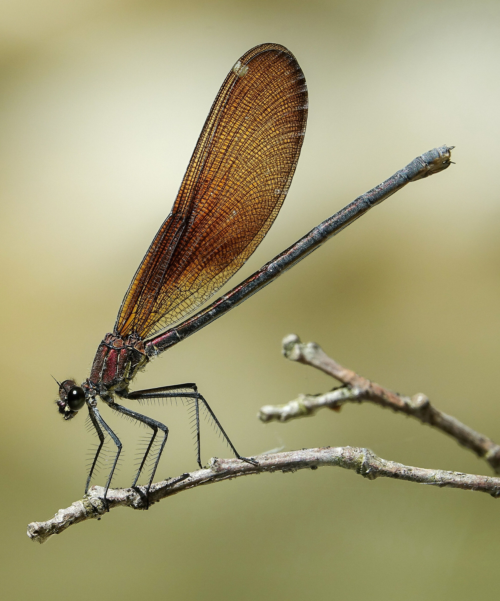 Calopteryx haemorrhoidalis