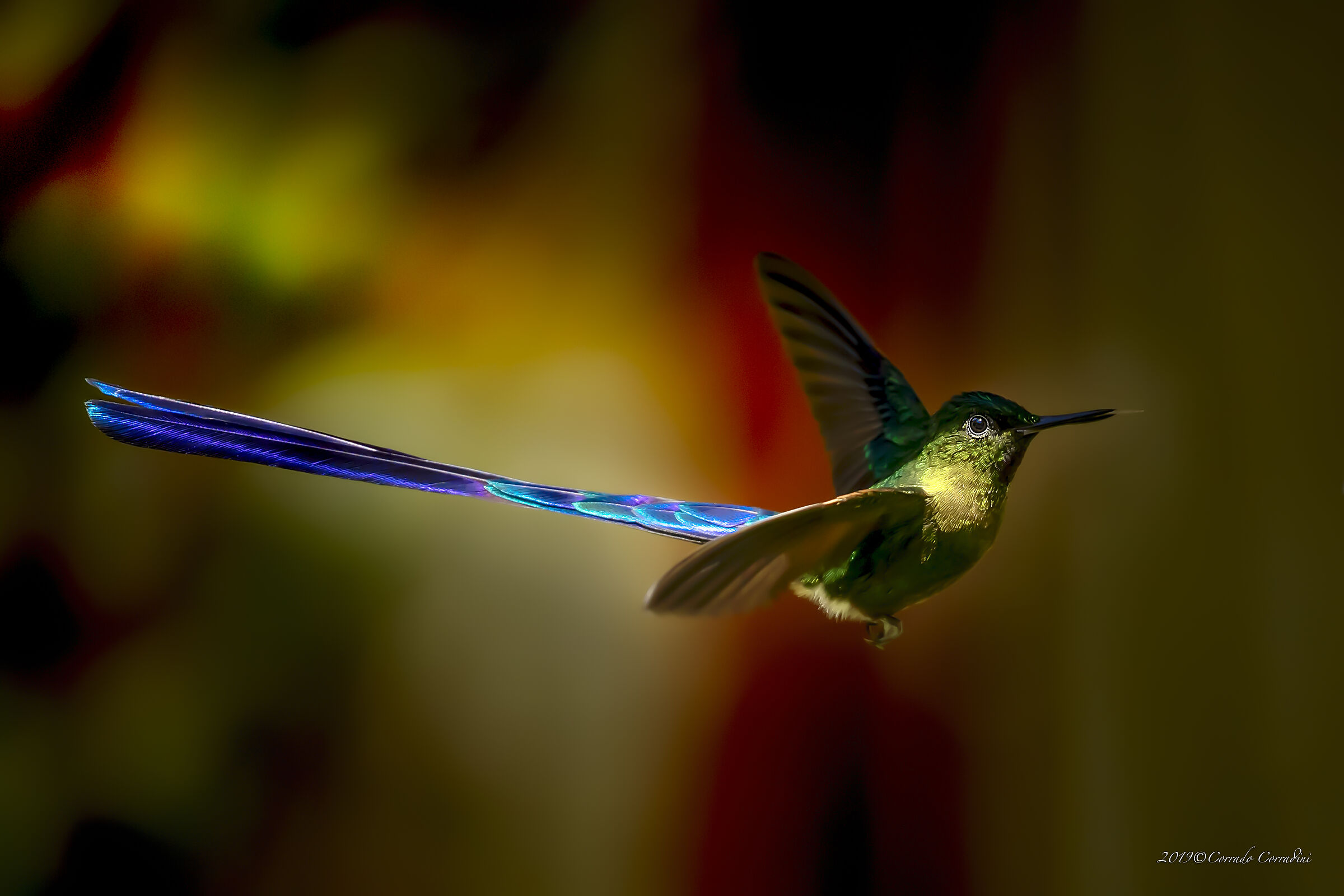 colibrì