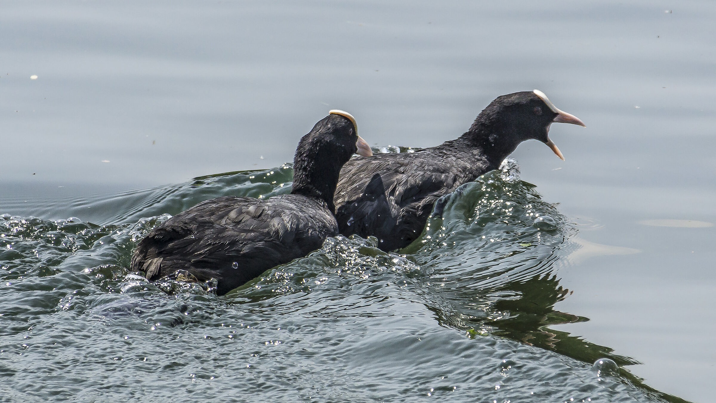 Pair of coots