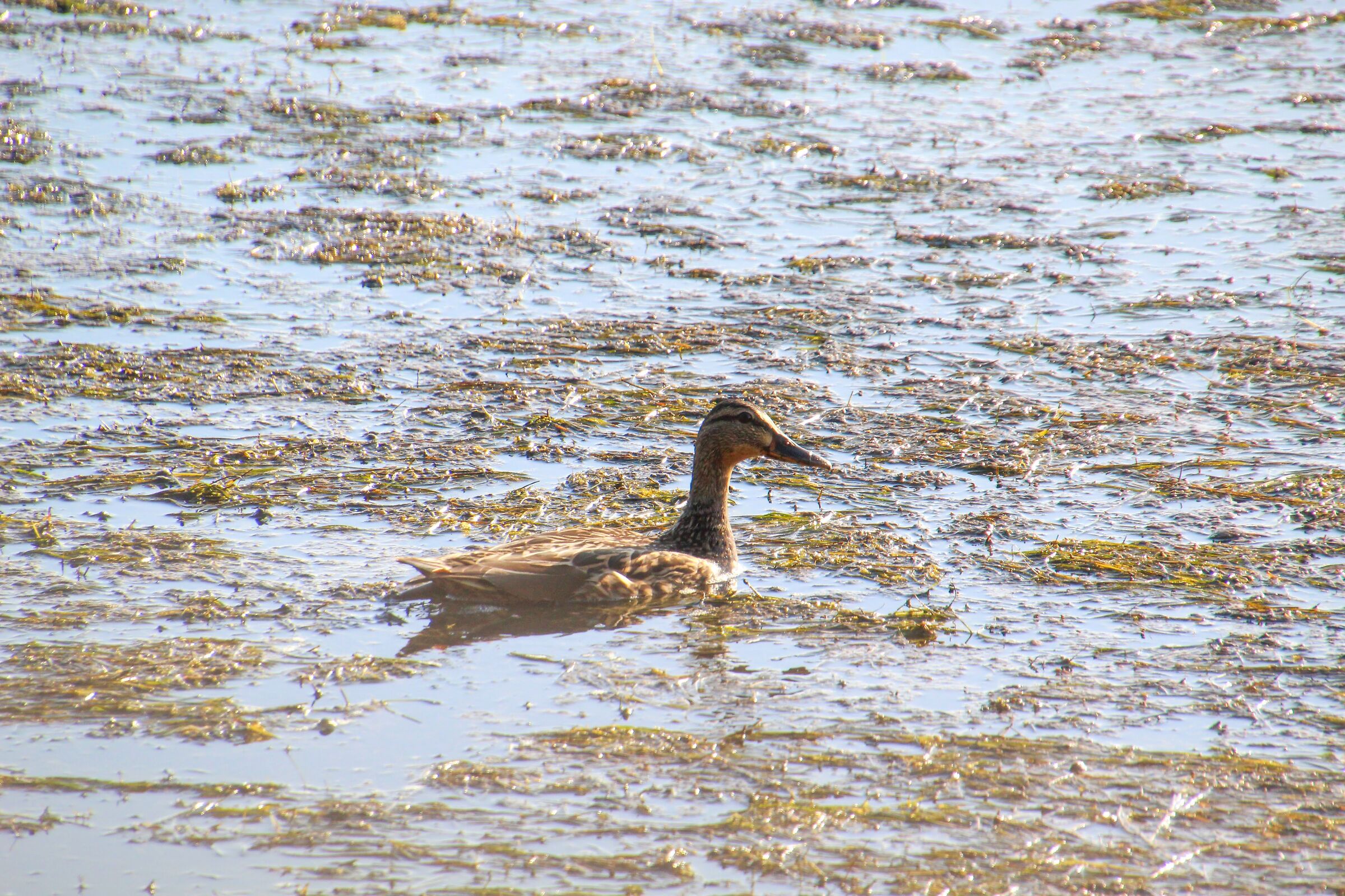 Femmina di germano reale