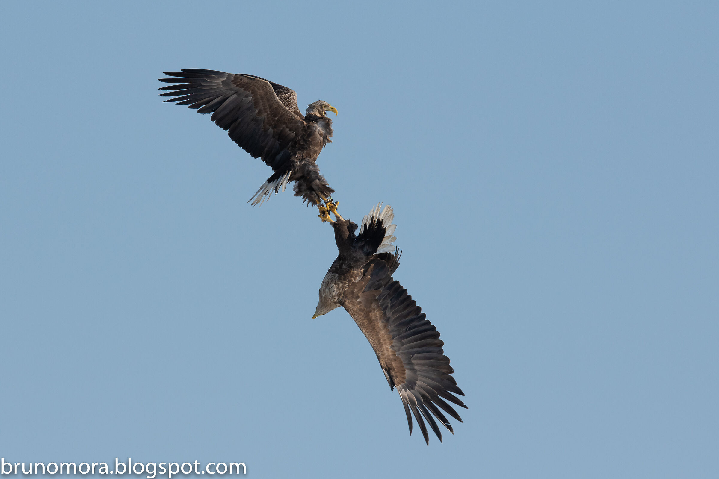 Air Combat (White-tailed Sea Eagles)