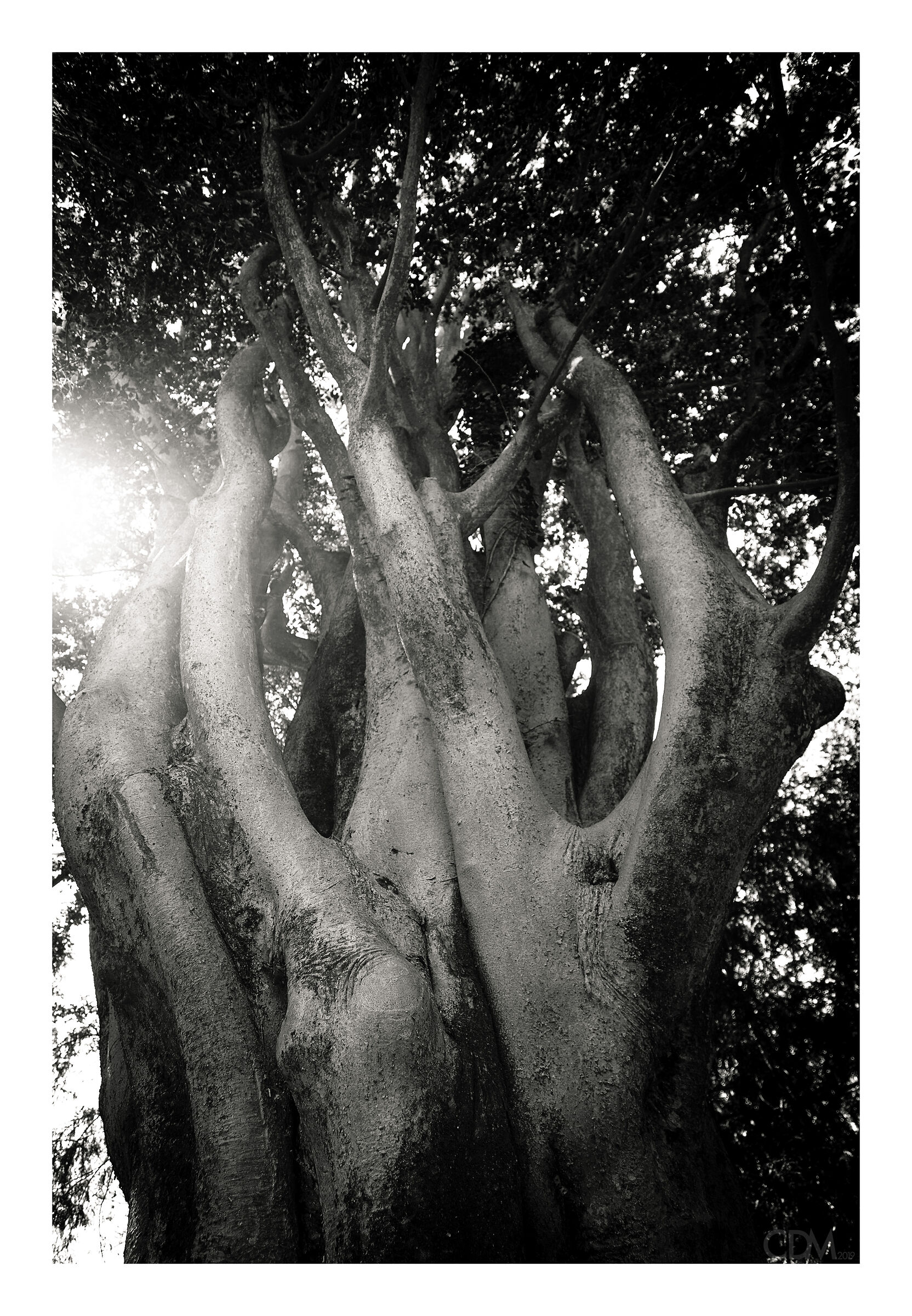 parco di Villa Guiccioli