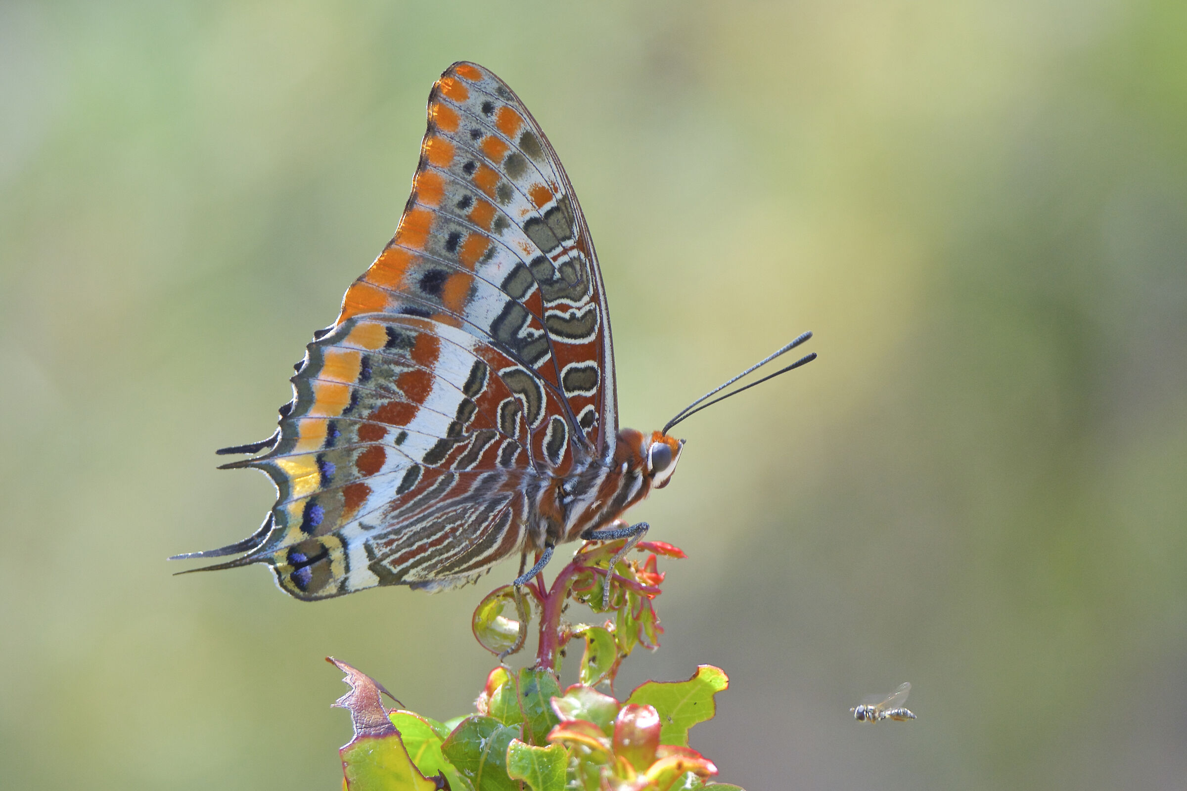 Charaxes jasius