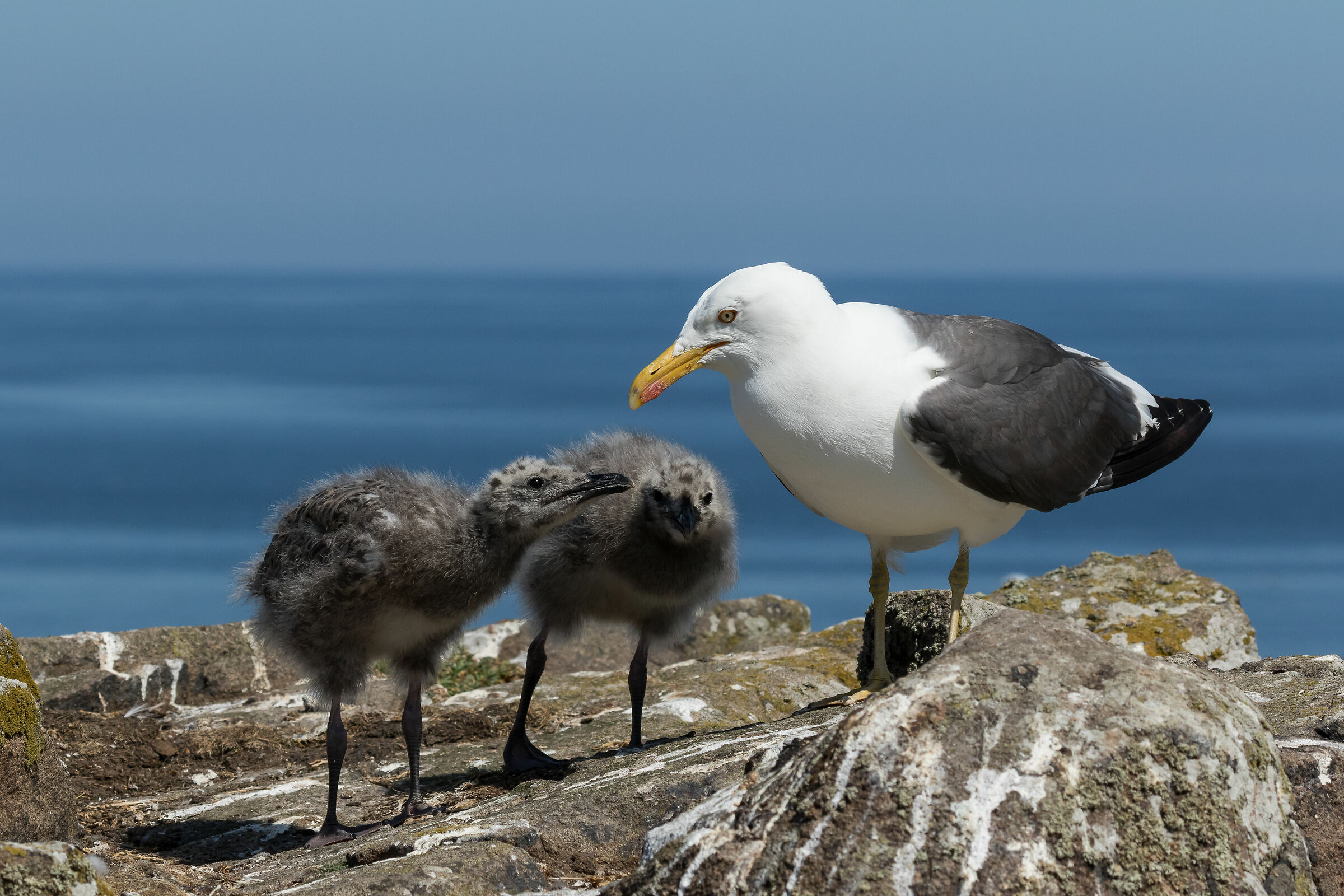 Saffron with offspring