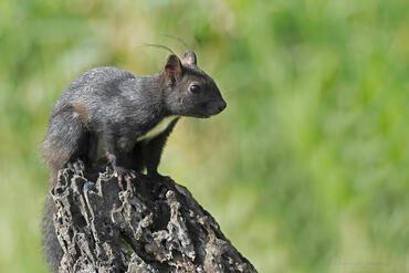 Callosciurus finlaysonii