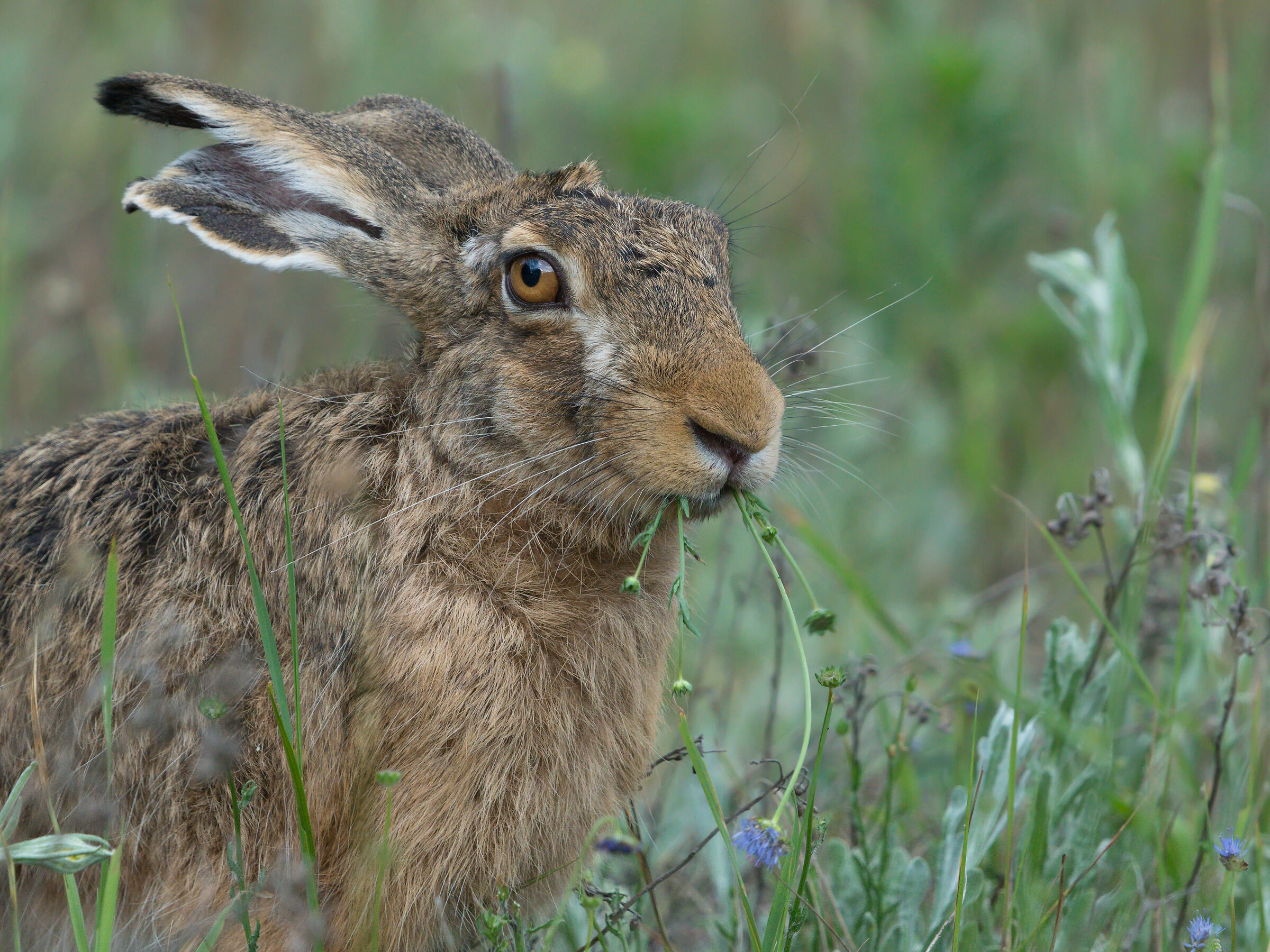 Lepre marrone (Lepus europaeus)