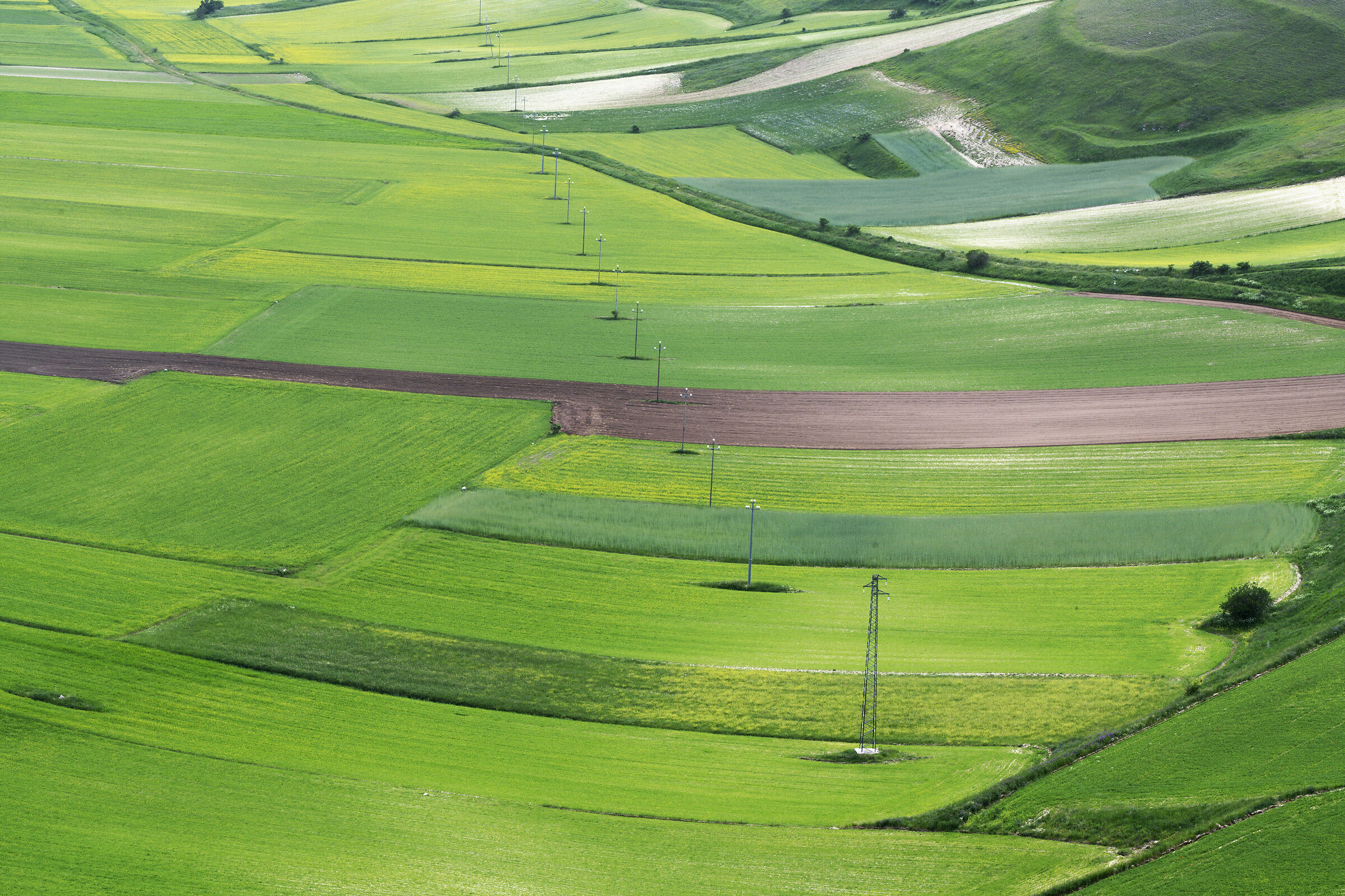 Primi colori di fioritura a Castelluccio 2019