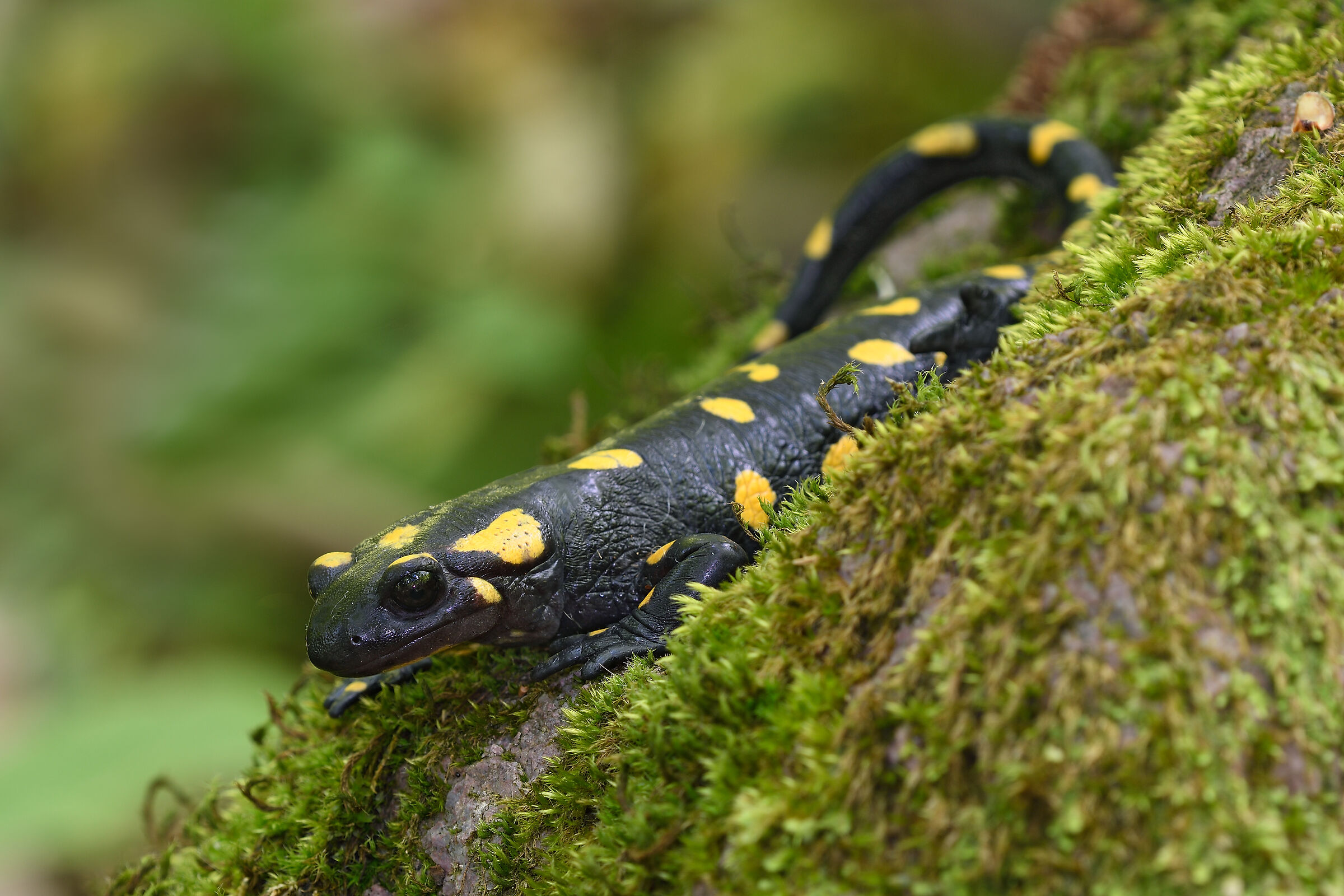 Salamandra