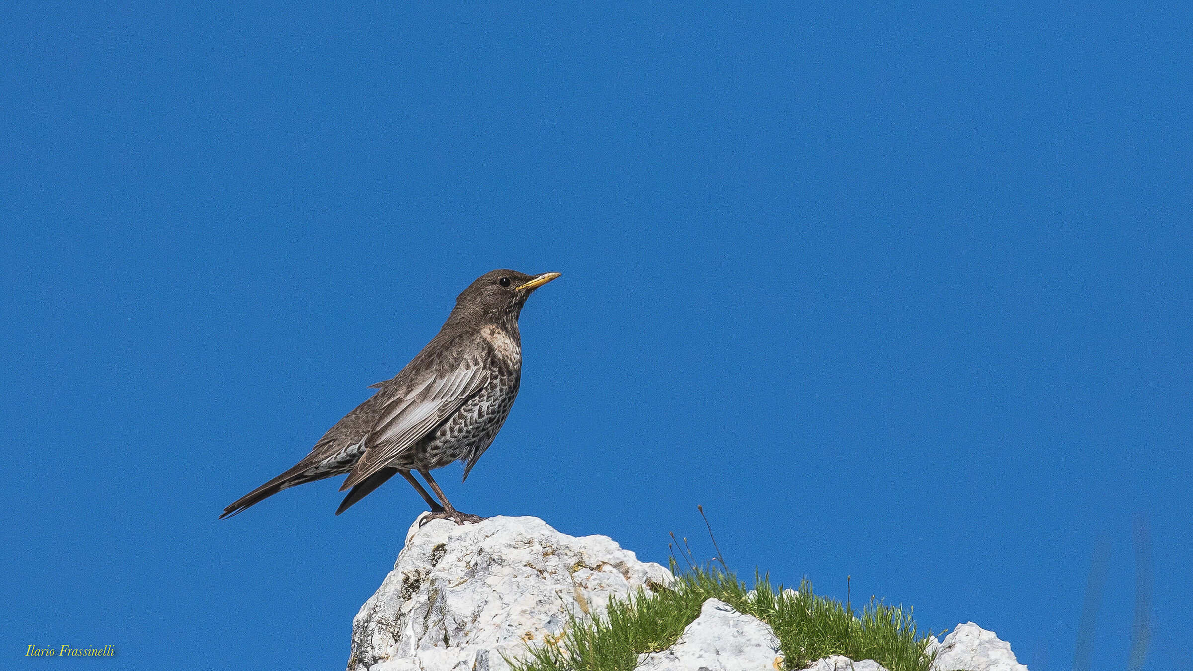 Collared blackbird