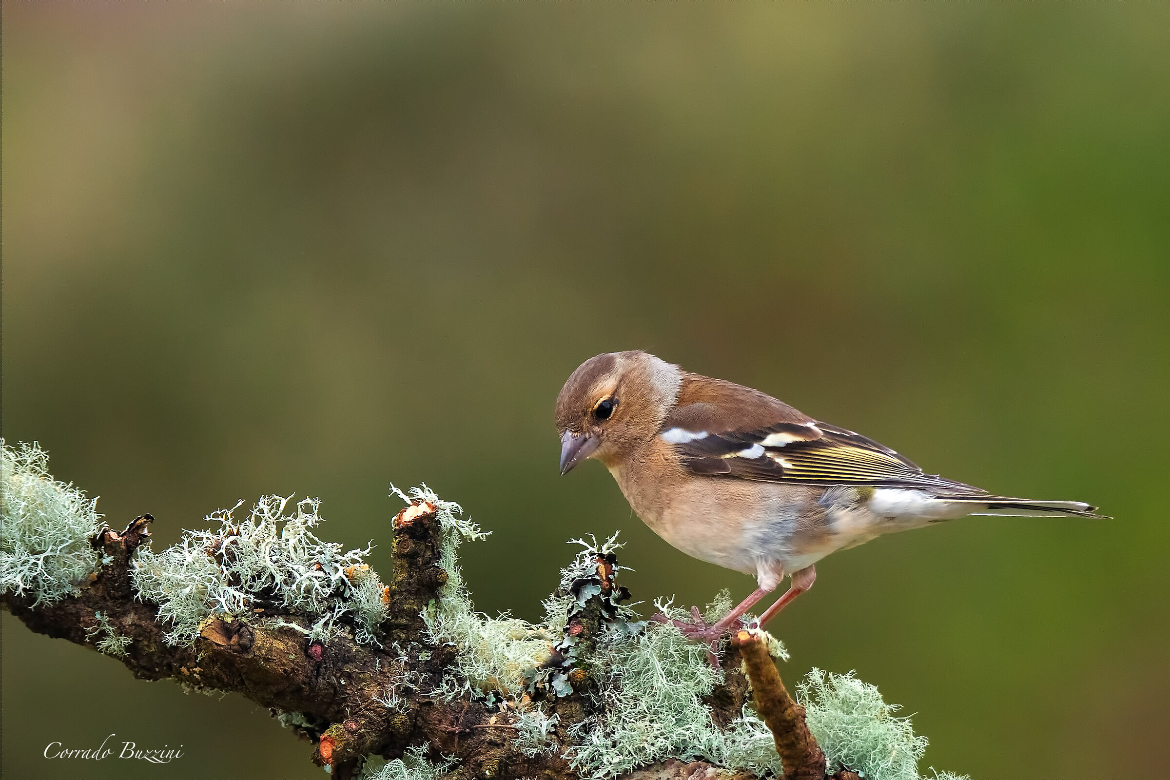 Chaffinch