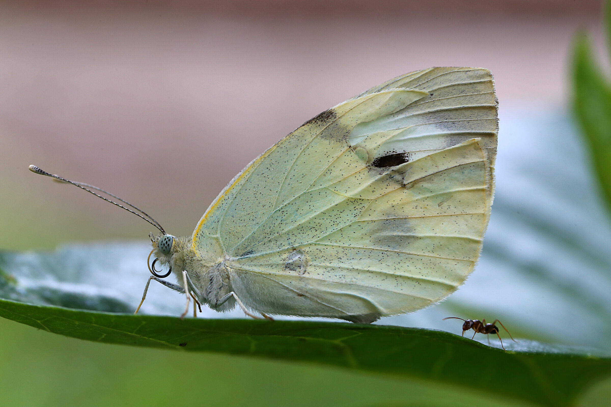Il gigante e la bambina