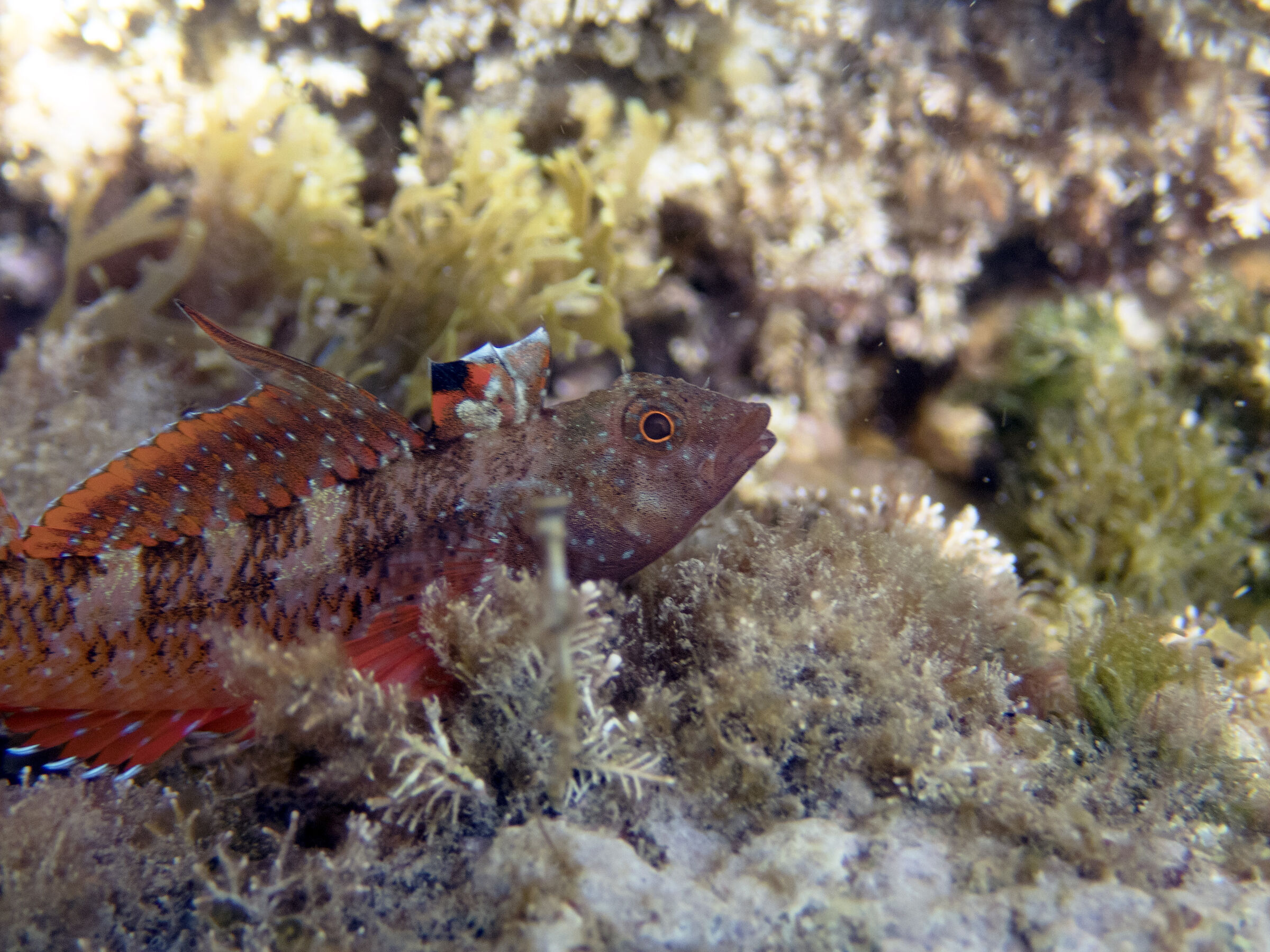 Tripterygion tripteronotus, chilli fish