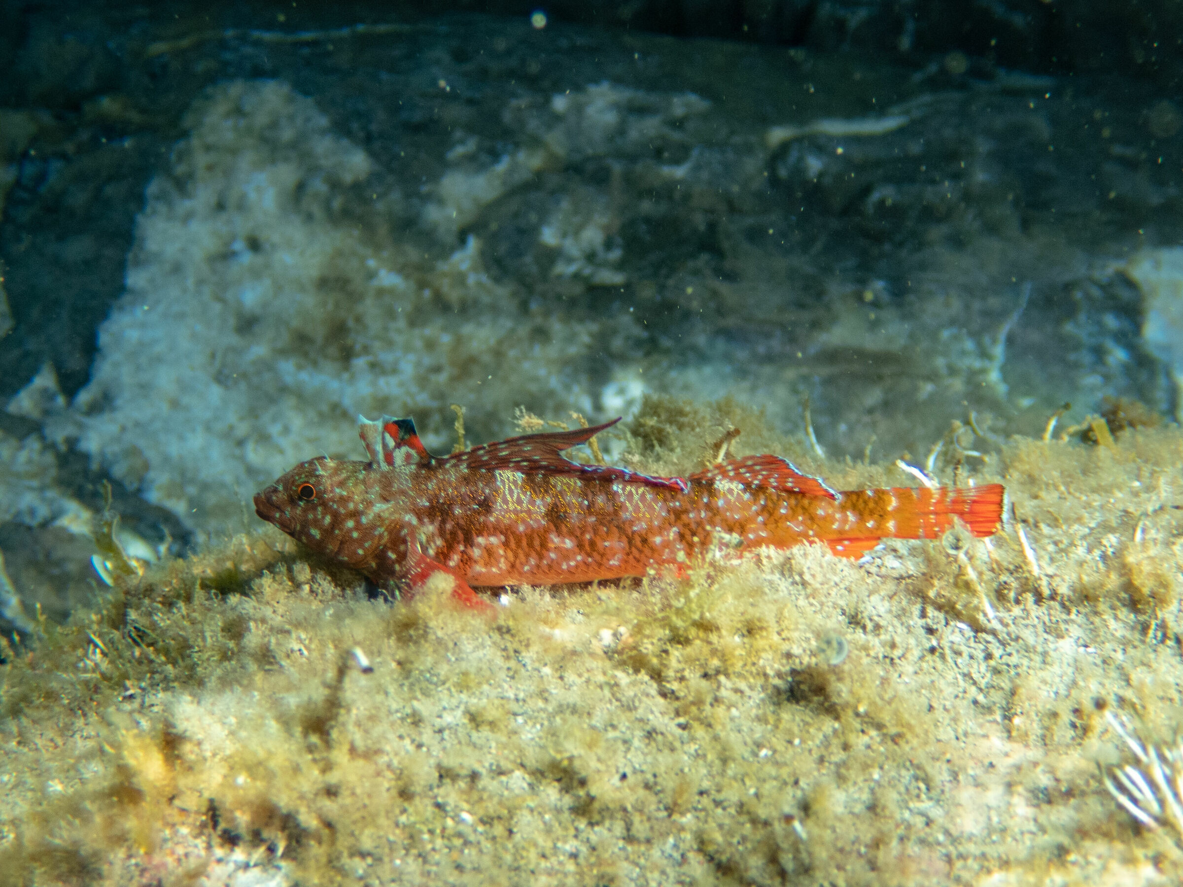 Tripterygion tripteronotus, pesce peperoncino