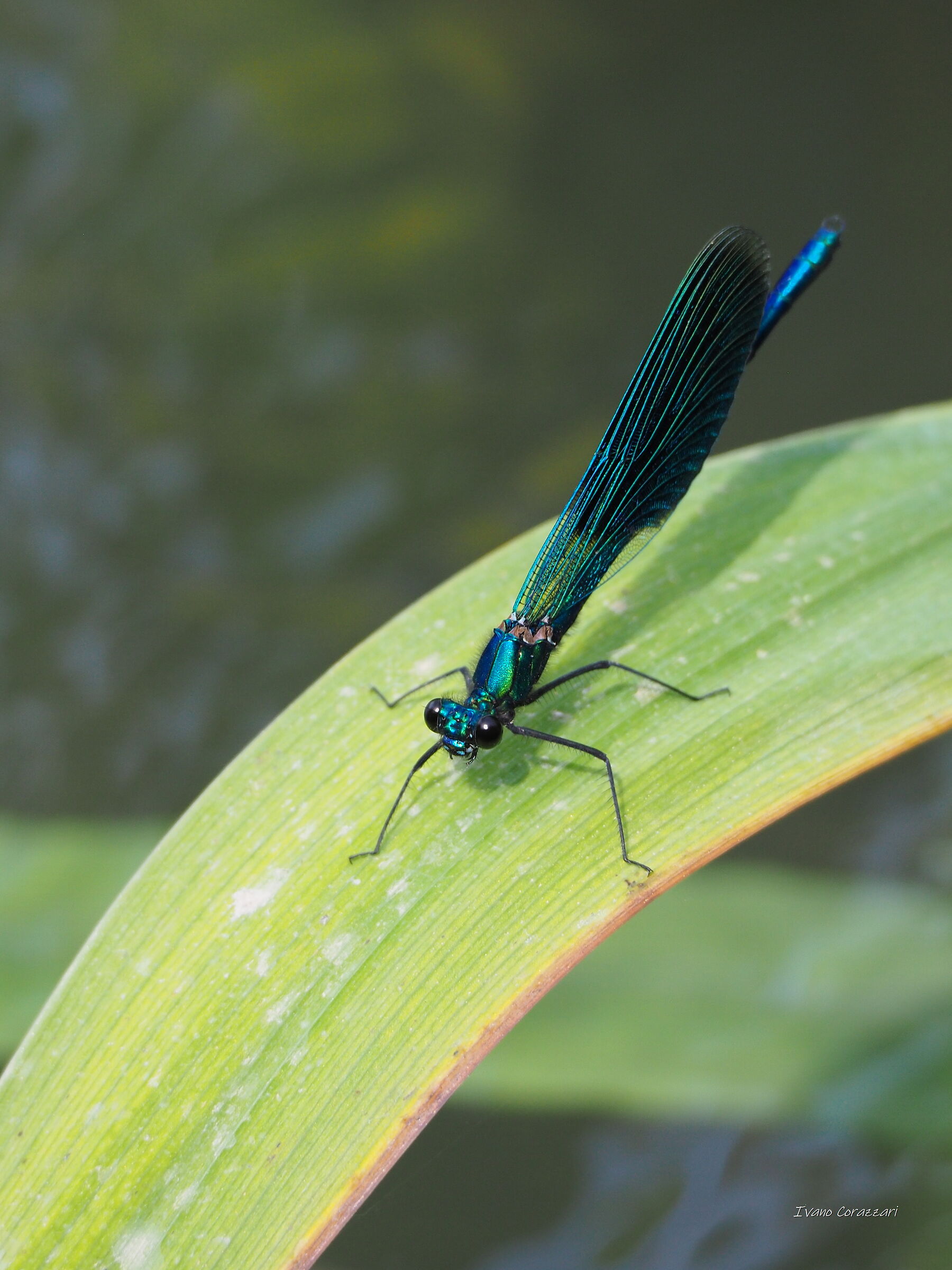 Calopteryx shines male