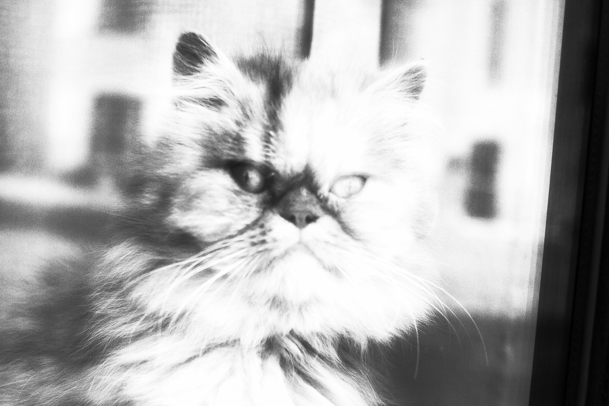 L'ottava di sette vite