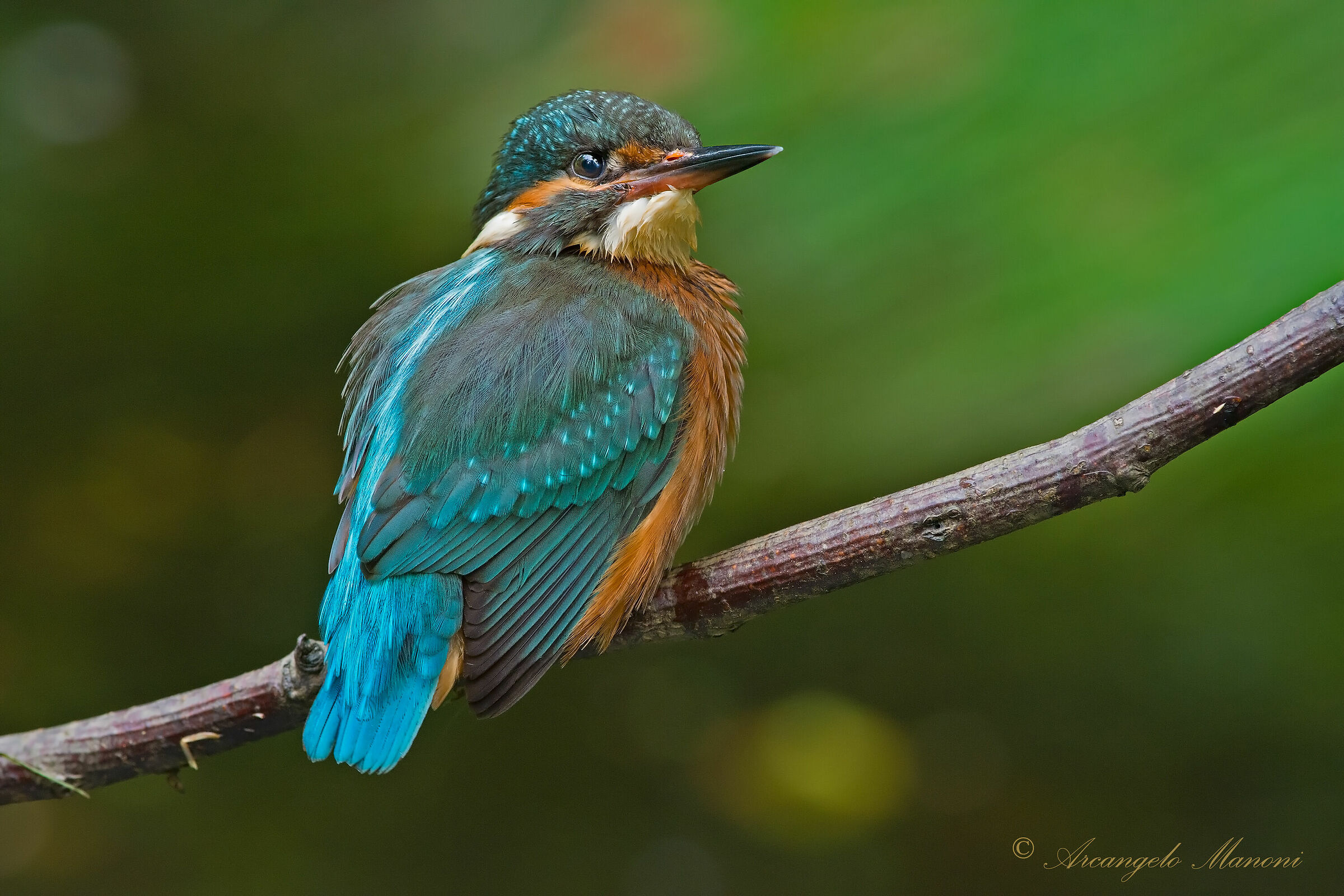 A very young martina