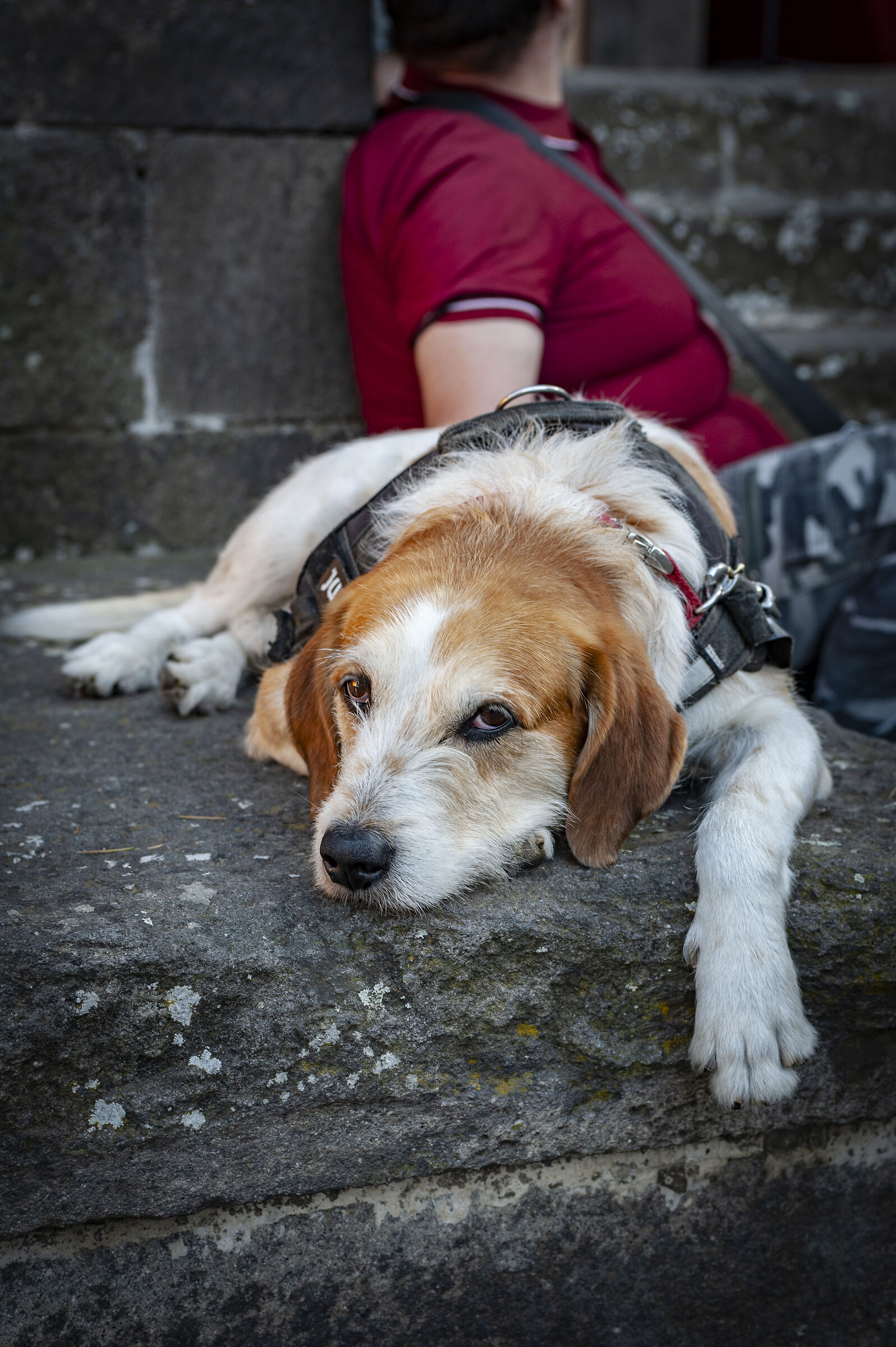 il cane ..... che aspetta
