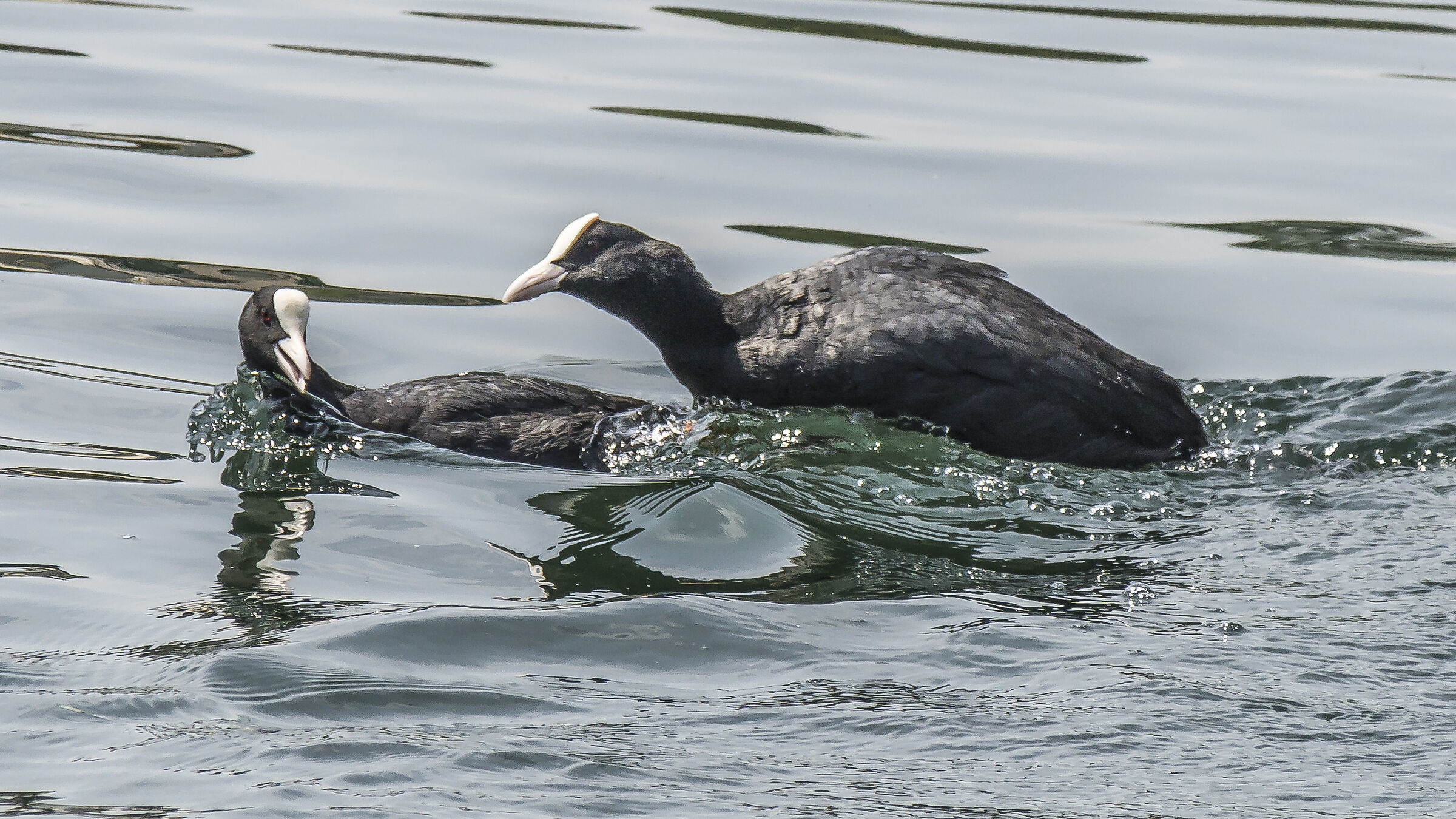 Pair of coots - 3