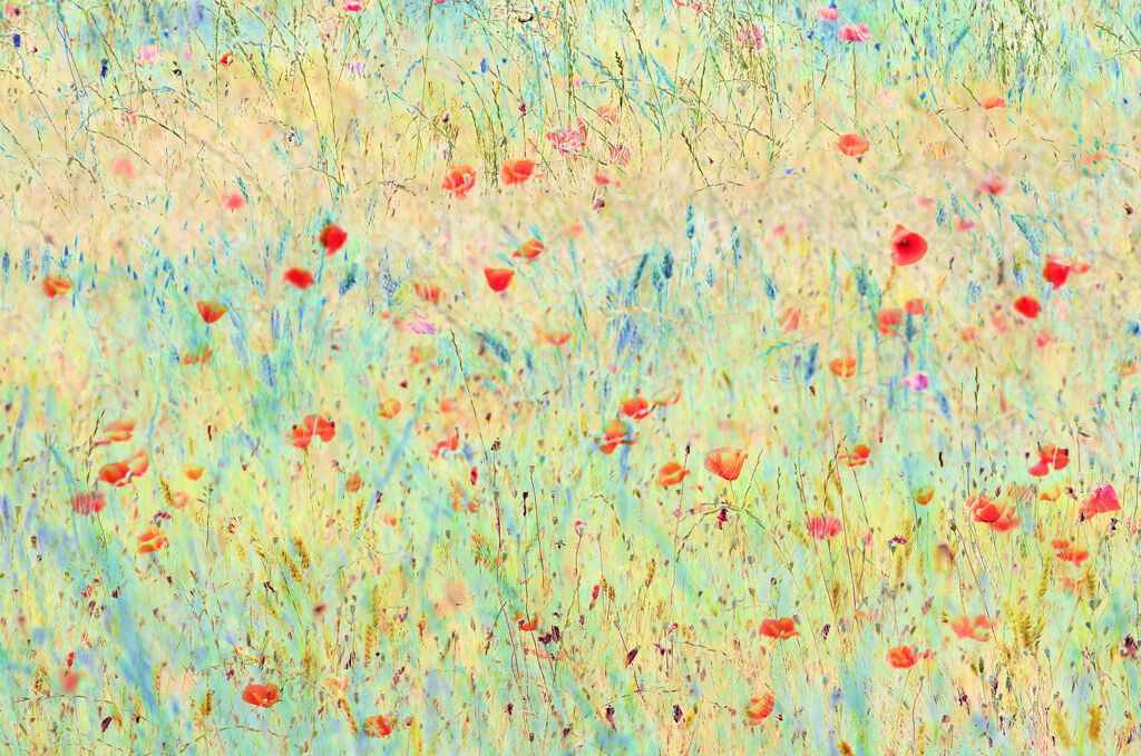 Papaveri 2