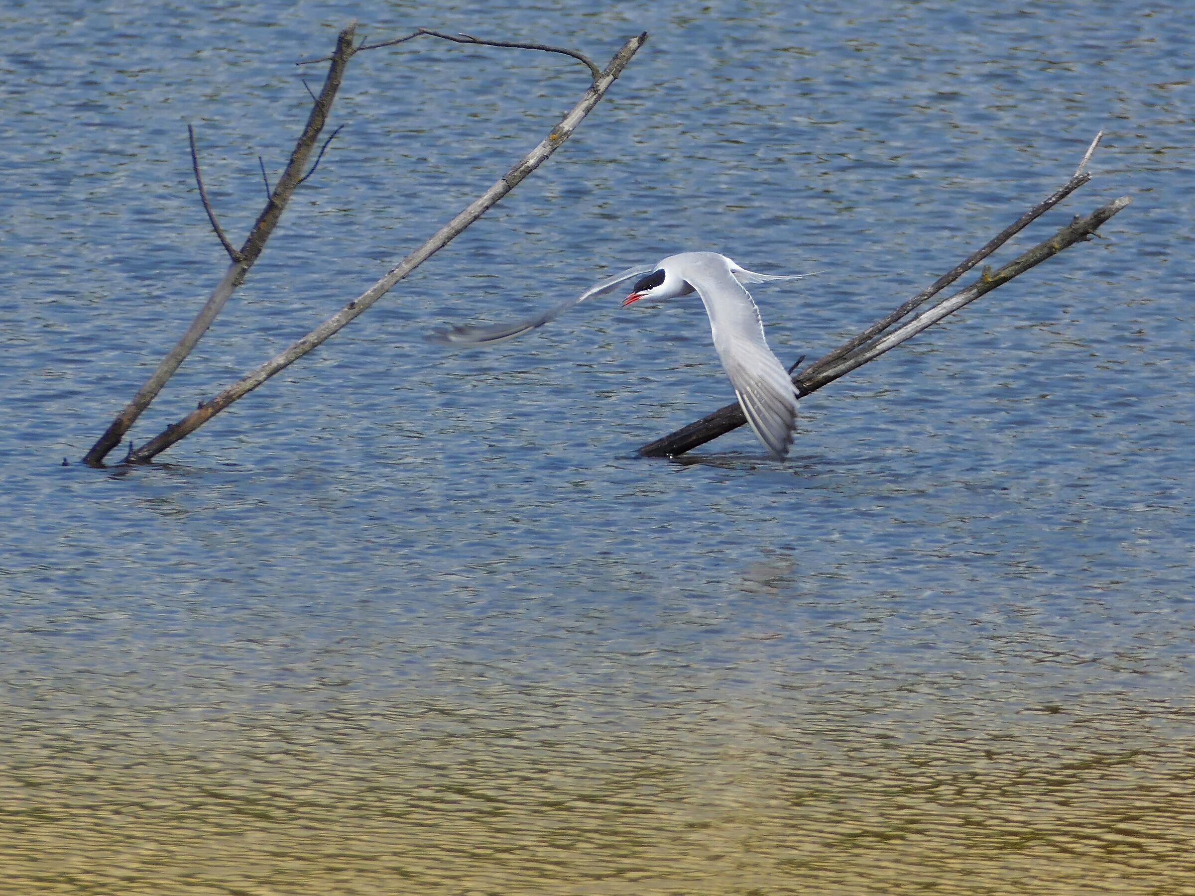Fiume tern