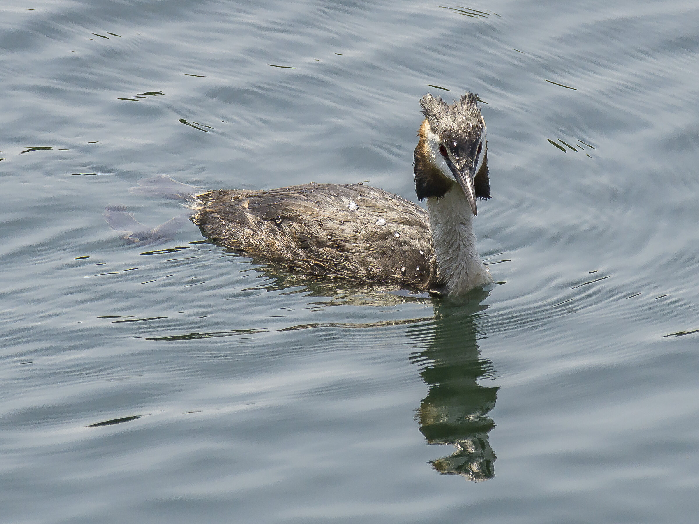 Giovane svasso - Giovedì 20 giugno 2019, 11:30:04