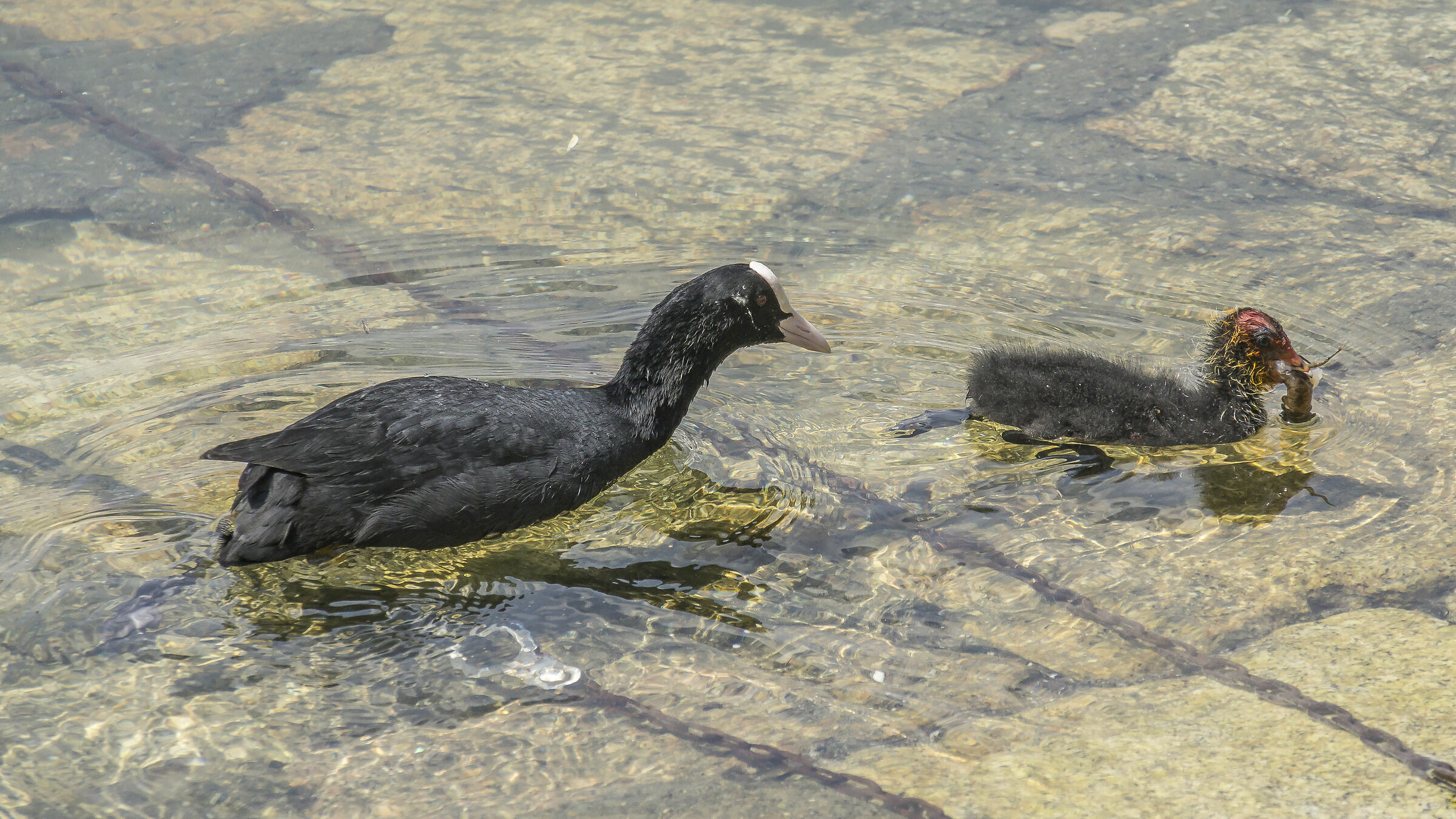 Folaga feeding a chick with shrimp - 2