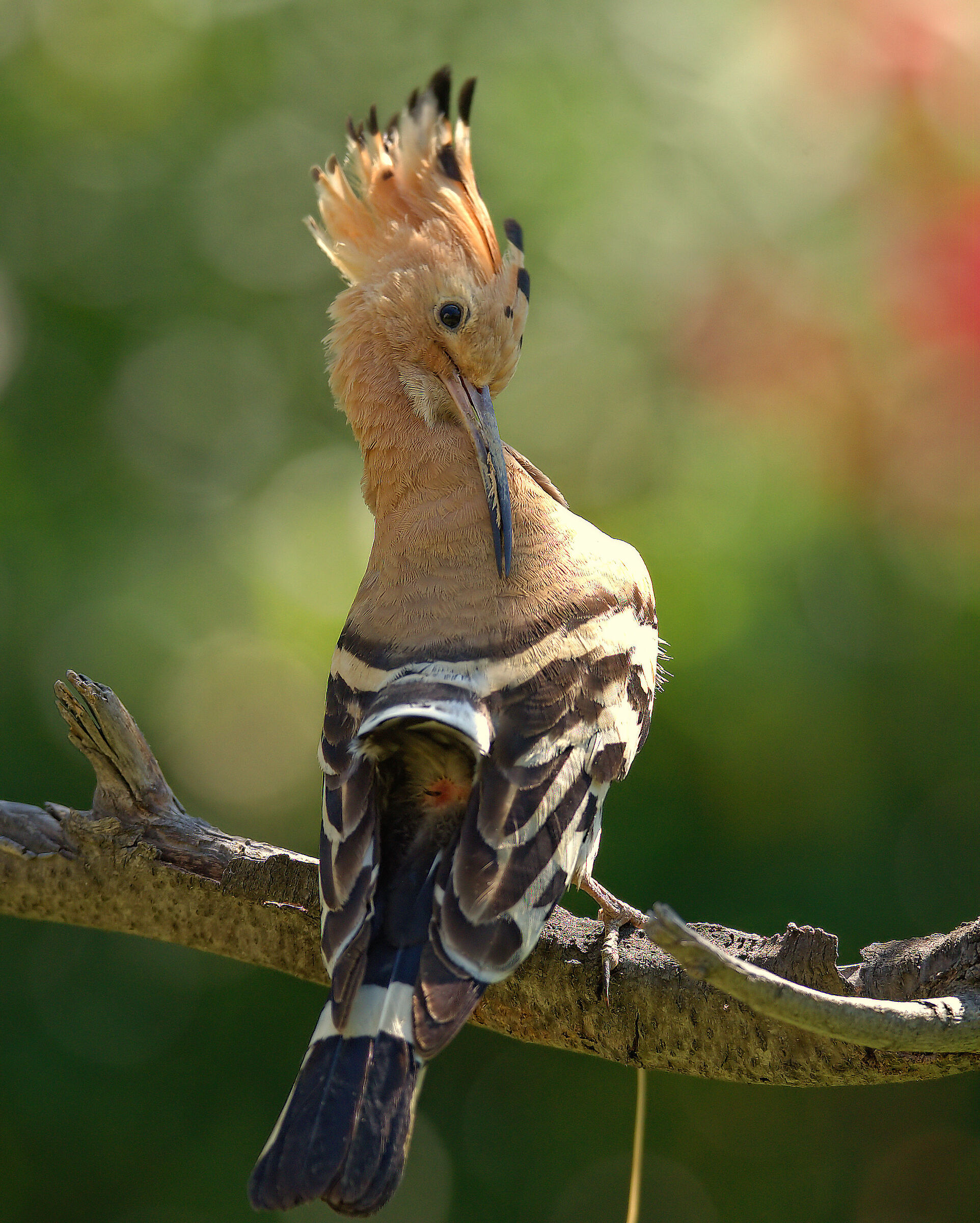 Hoopoe