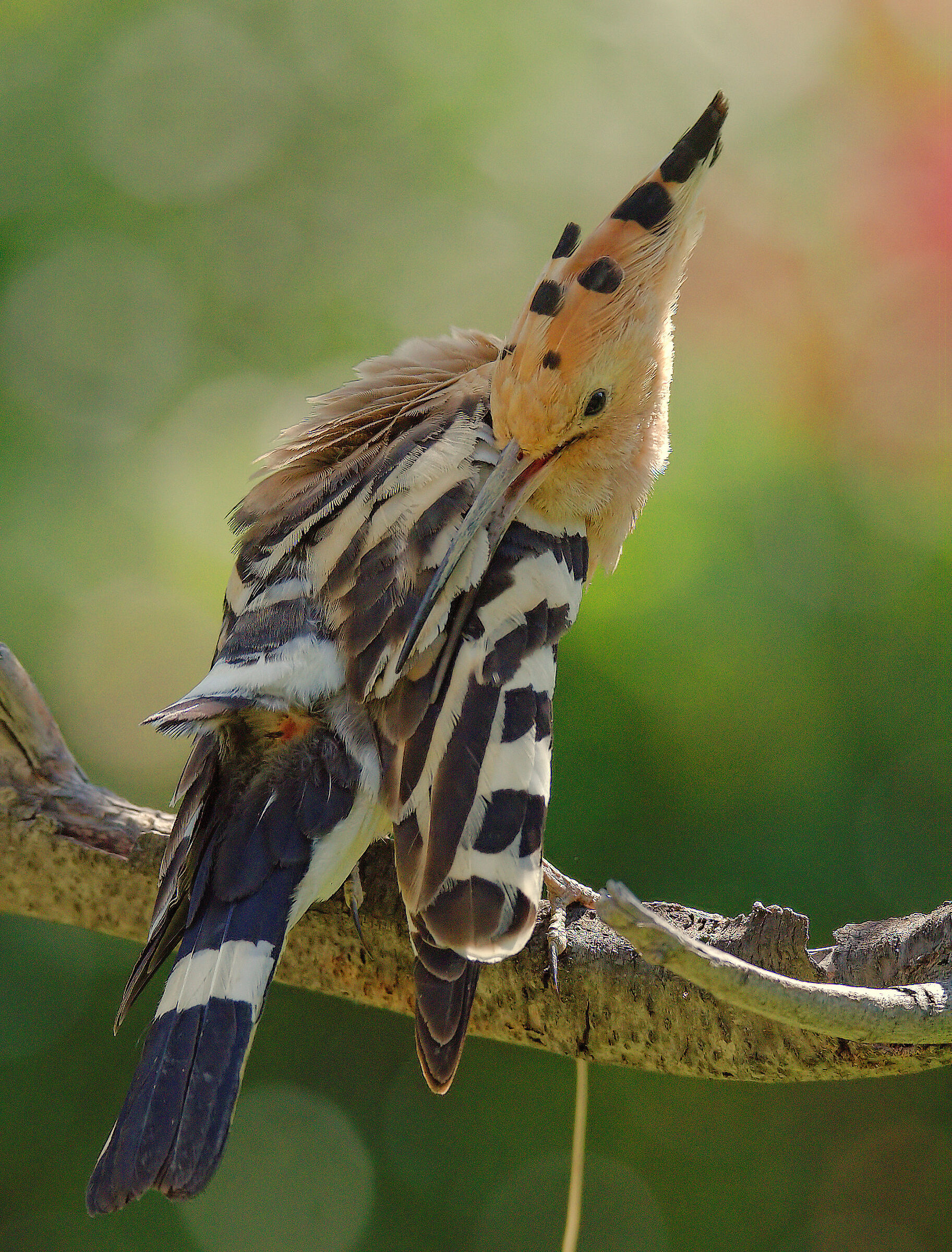 Hoopoe
