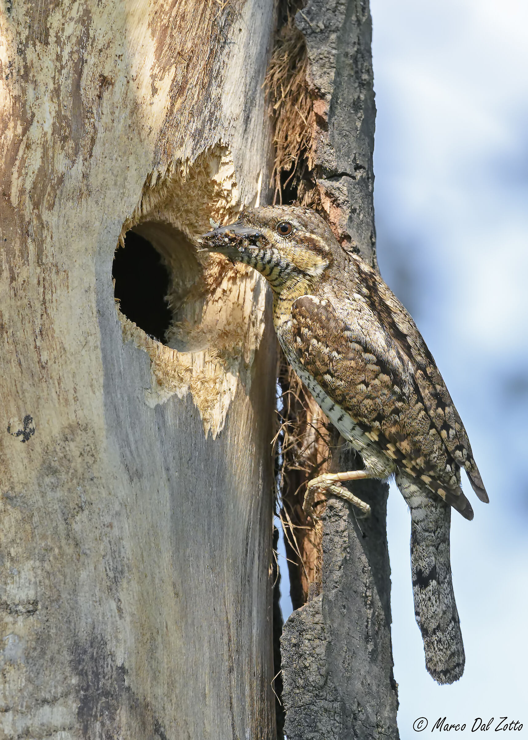 The nest of the torch