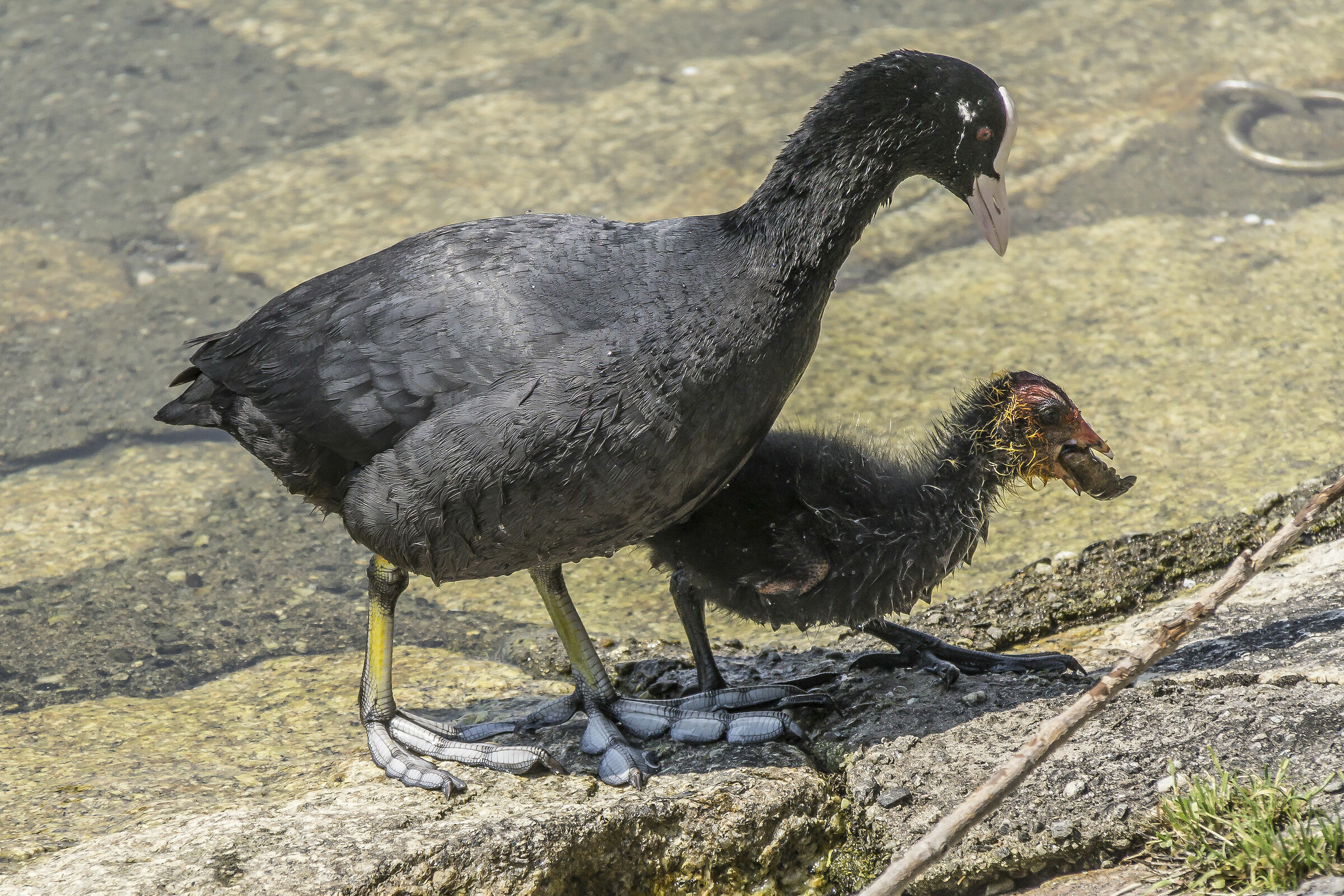 Folaga feeding a chick with shrimp - 1
