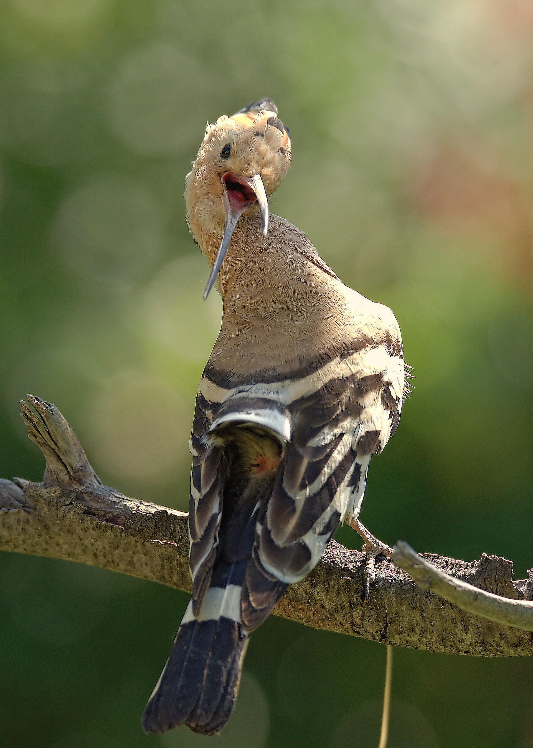 Hoopoe