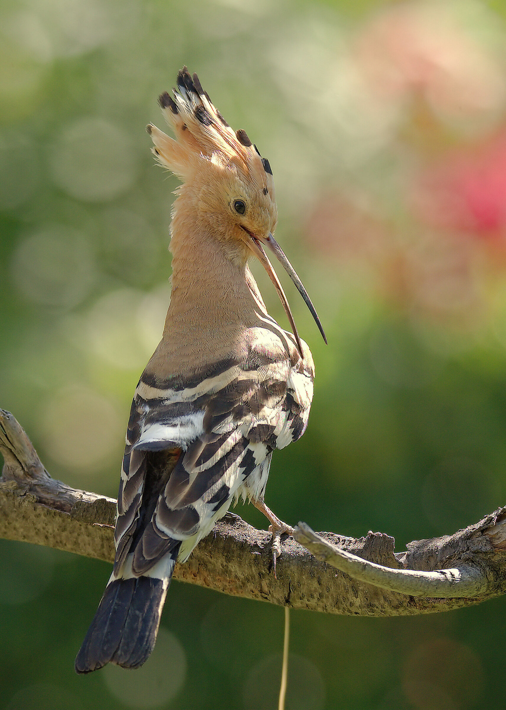 Hoopoe