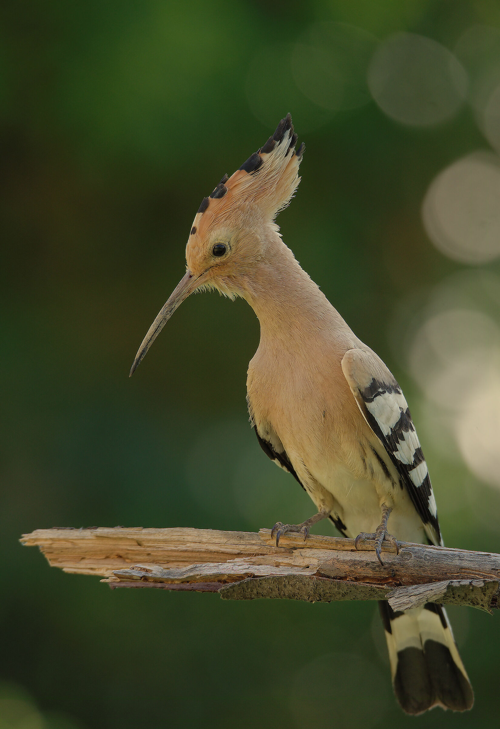 Hoopoe