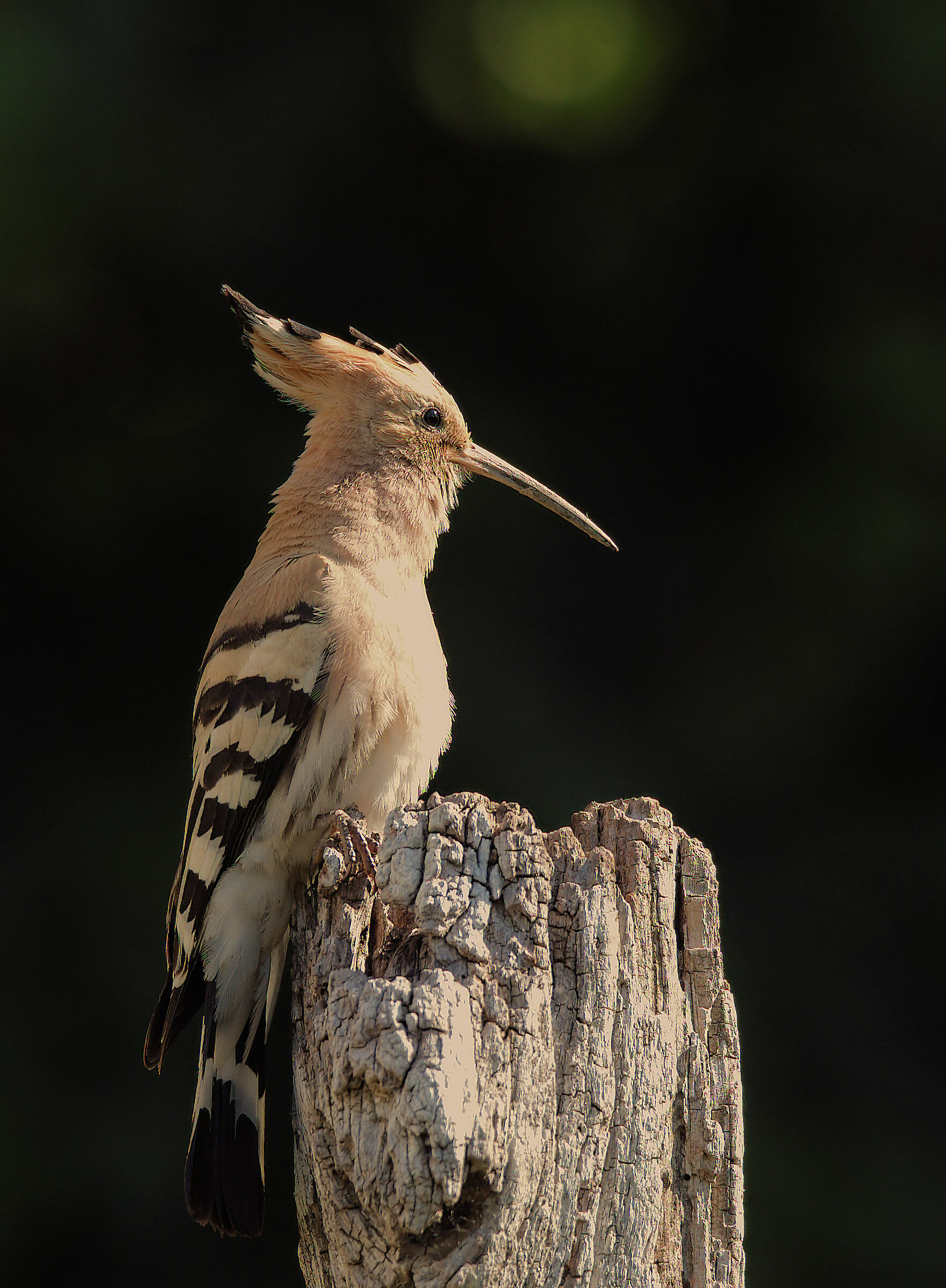 Hoopoe