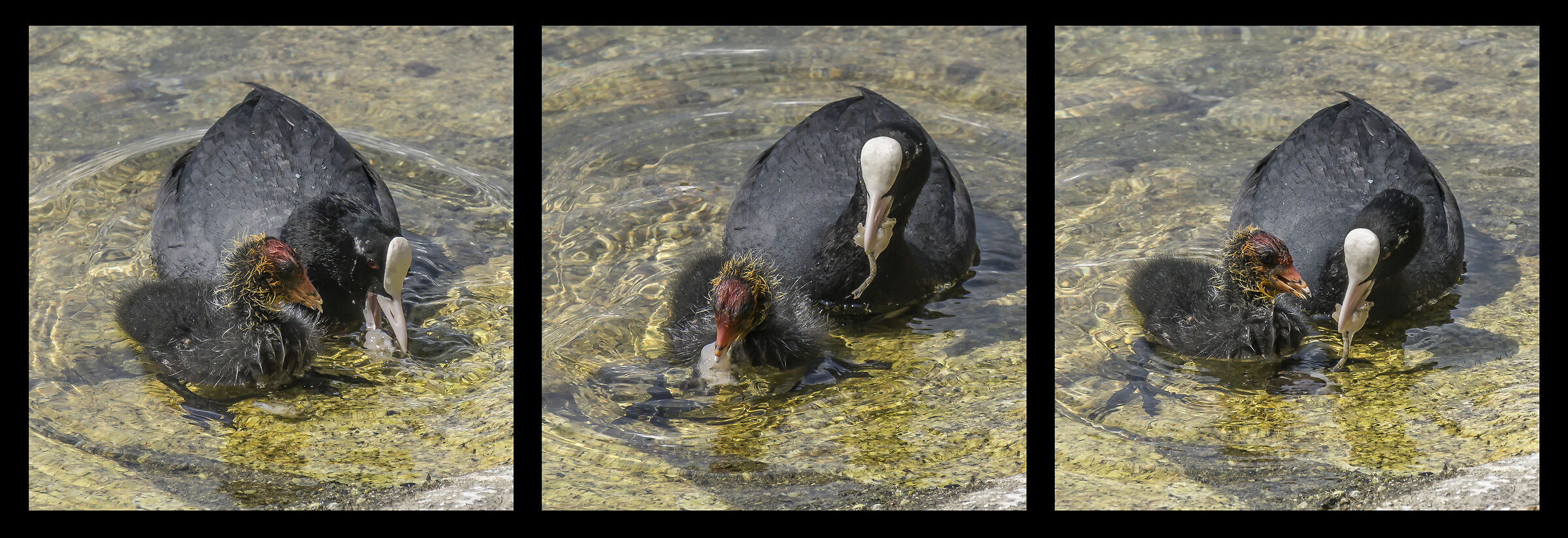 Folaga feeding a chick with shrimp - 3