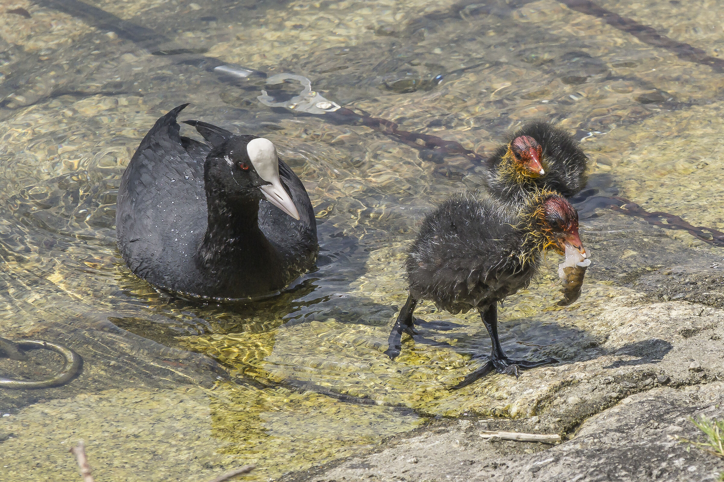 Folaga feeding a chick with shrimp - 8