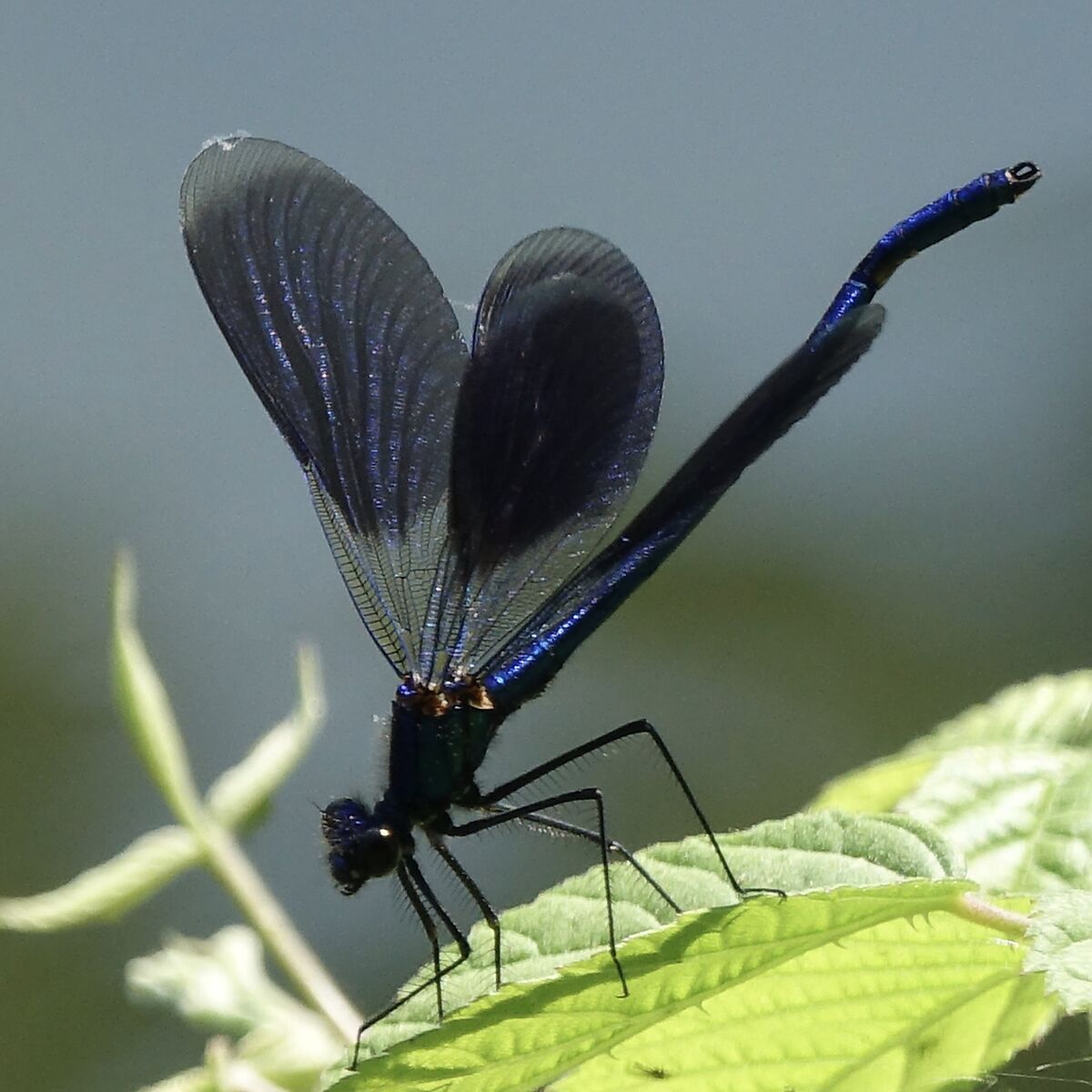 libellula