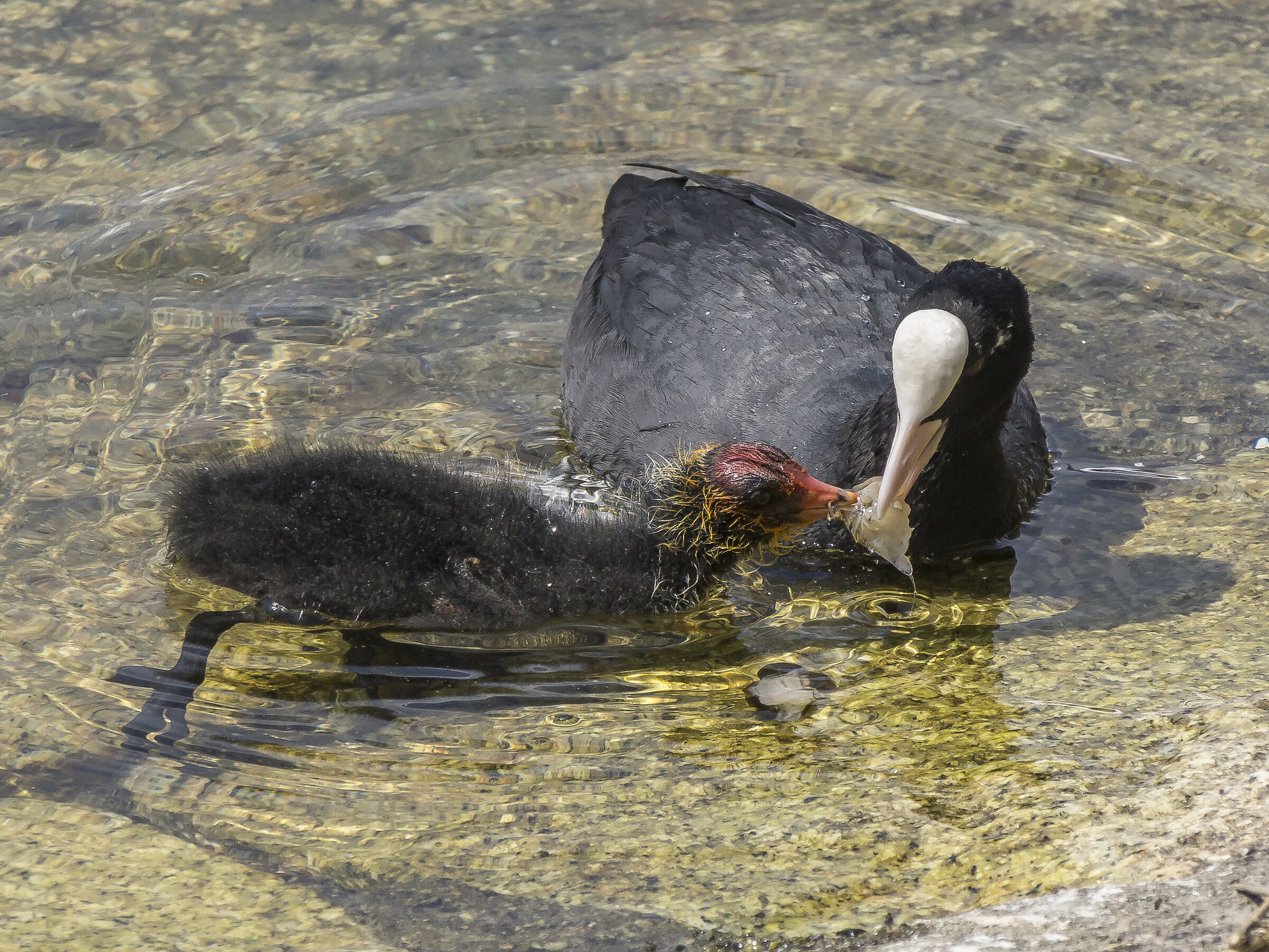 Folaga feeding a chick with shrimp - 5
