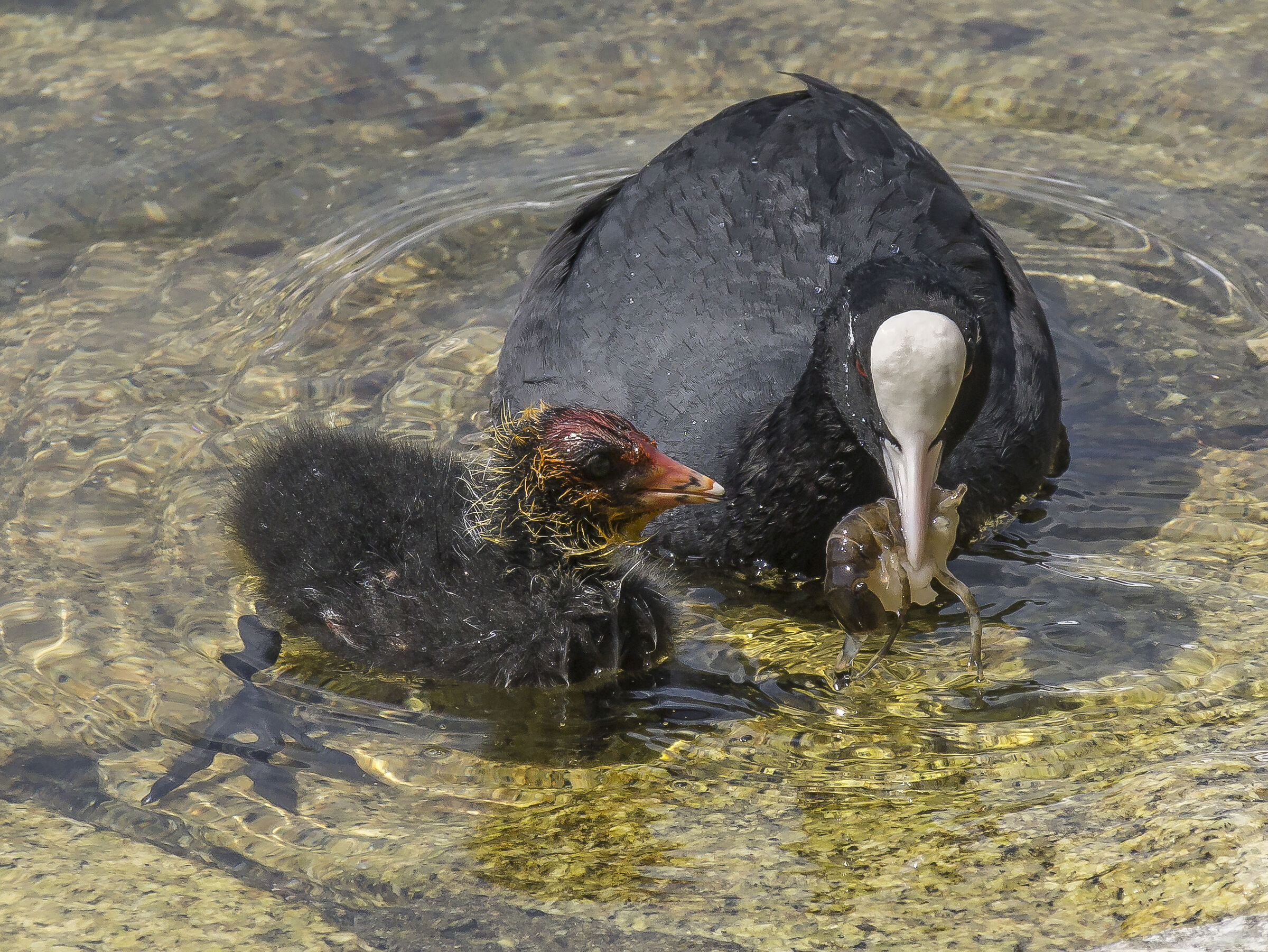 Folaga feeding a chick with shrimp - 4